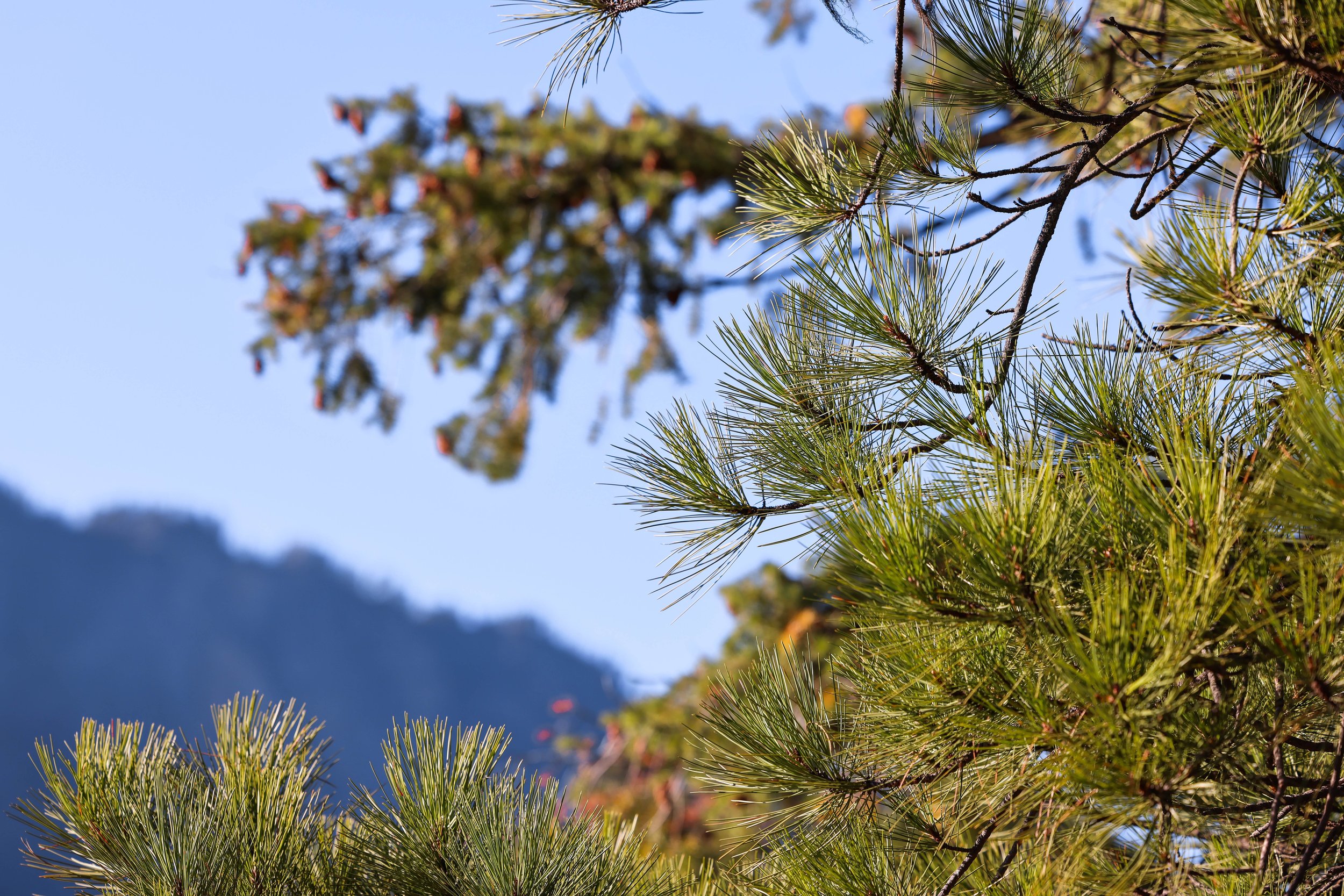 121 Harlow Rd-20.jpg