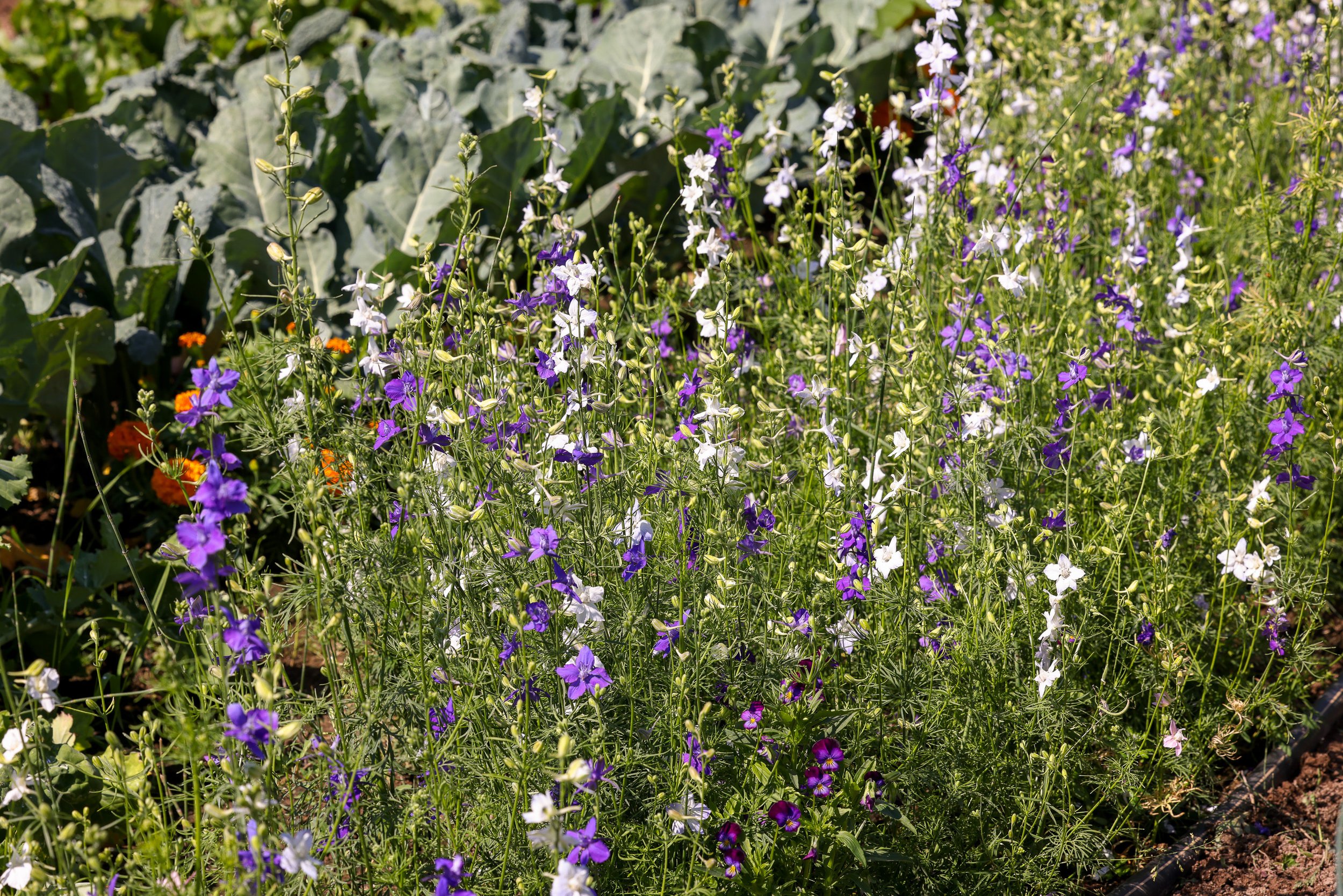 Lifeline Gardens-27.jpg