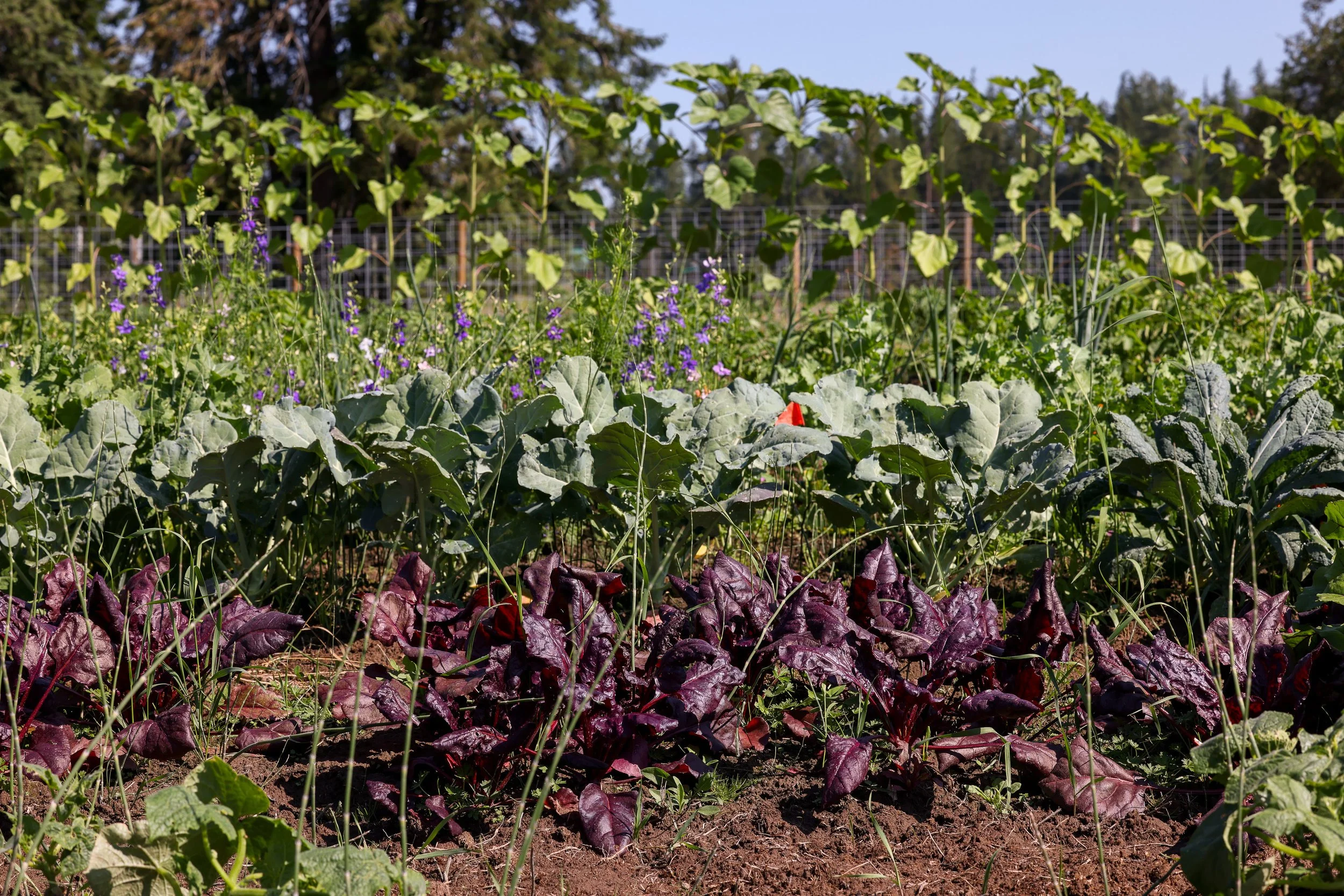 Lifeline Gardens-21.jpg