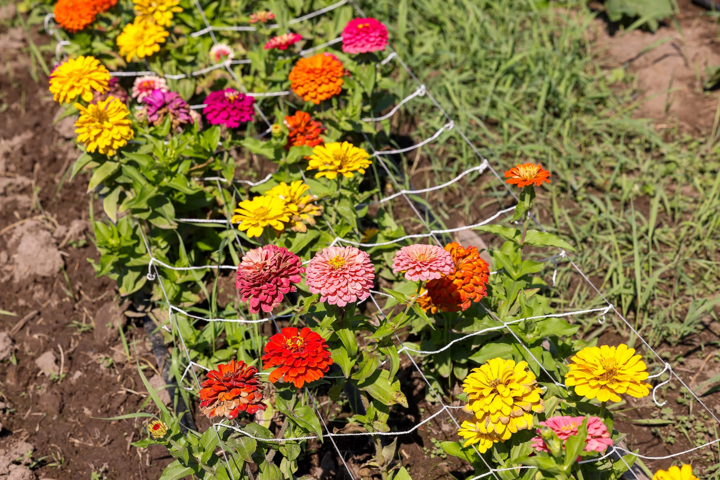 Lifeline Gardens-15.jpg