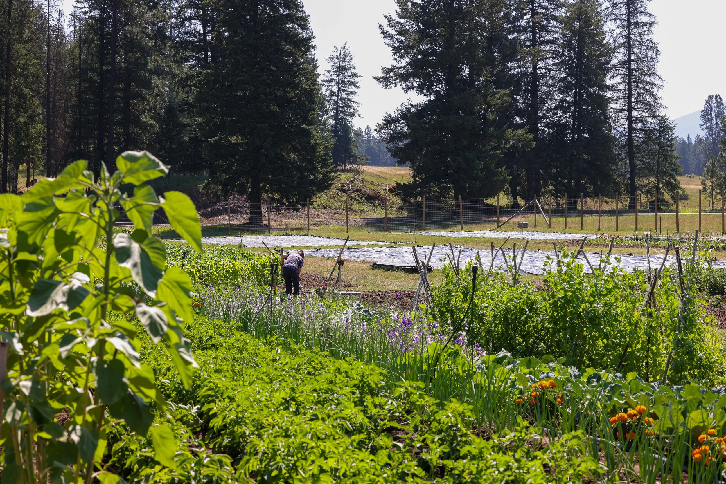 Lifeline Gardens-29.jpg
