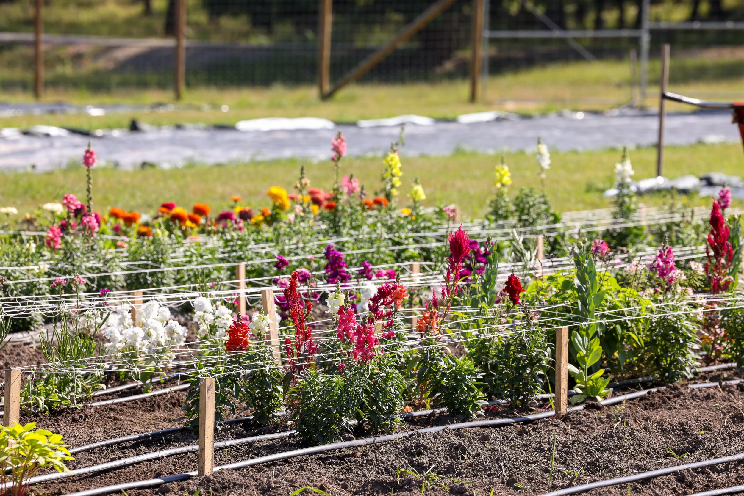 Lifeline Gardens-13.jpg