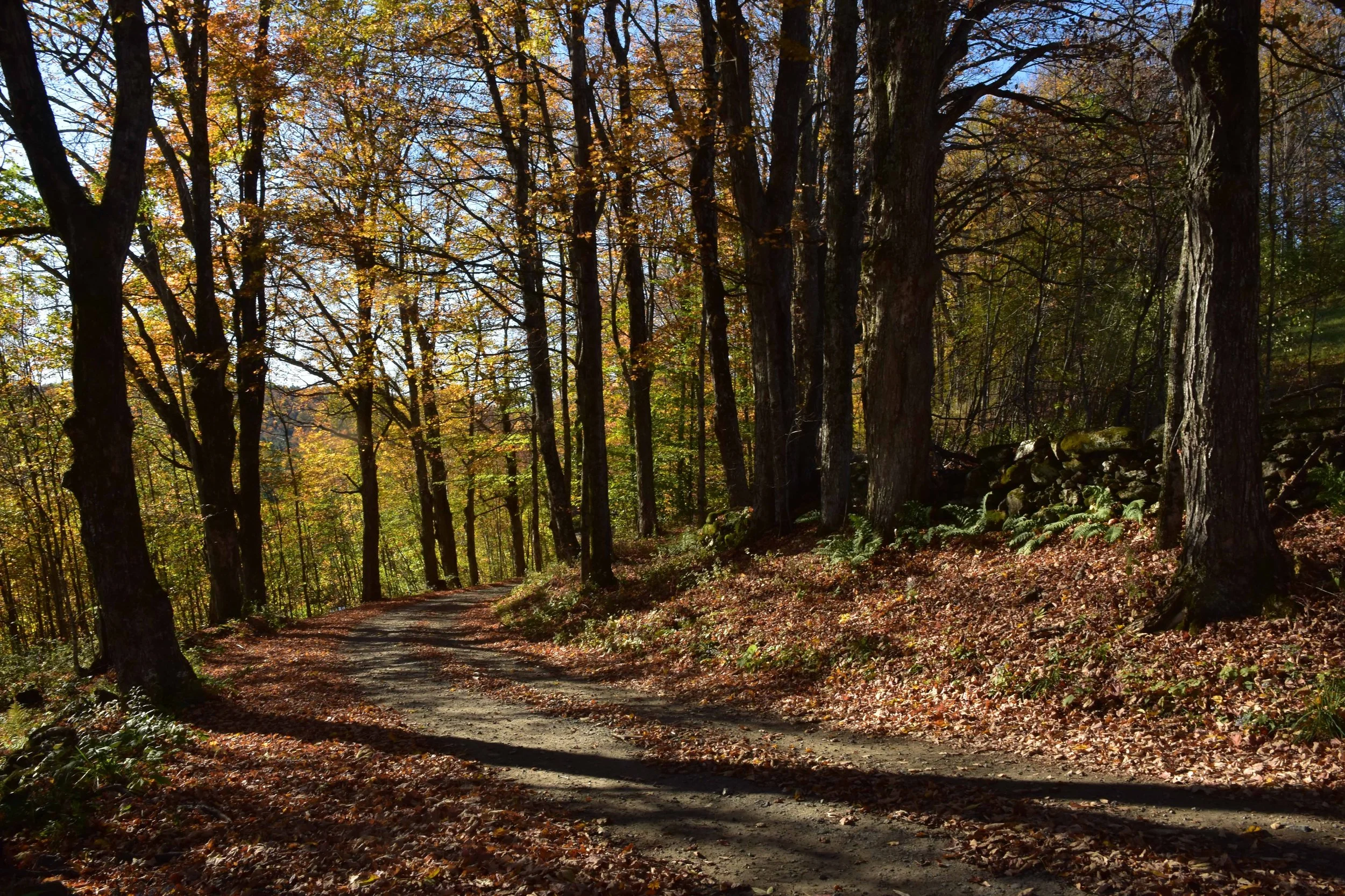 dirt road in Vermont fall