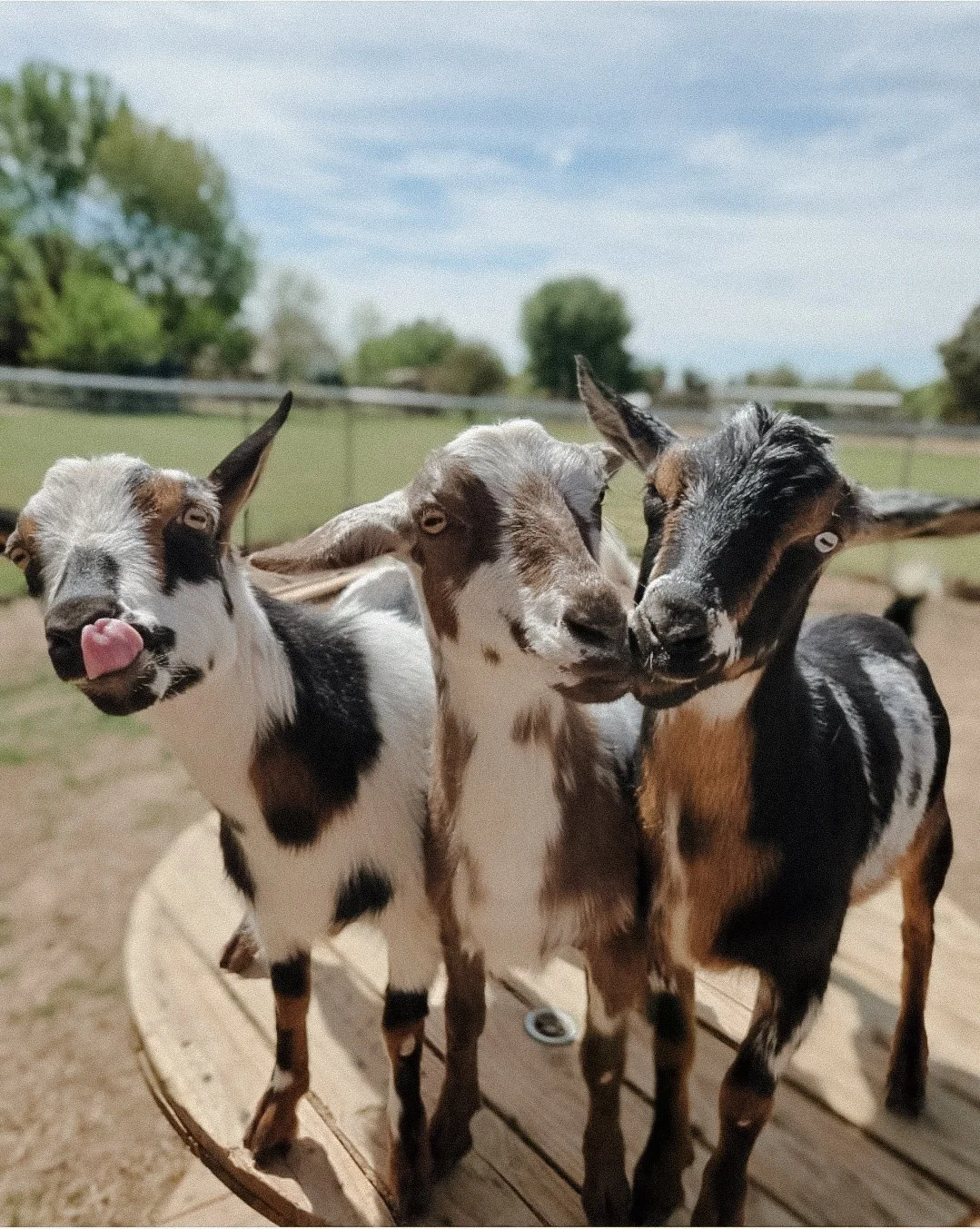 Goat Feeding Experience