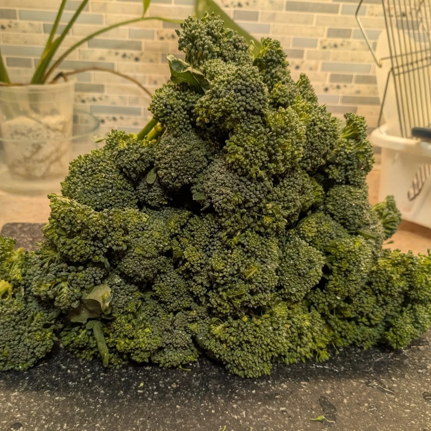 I wanted to see how much broccolini it would take to fill a tray. It took me 6 days to eat it all. 
🍖🔪♨️#RI #RhodeIsland #RhodeIslandWedding #RhodeIslandFoodie #Catering #BBQ #SmokedMeat #PitMaster #Foodie #BBQLovers #GrillMaster #Brisket #BurntEnd