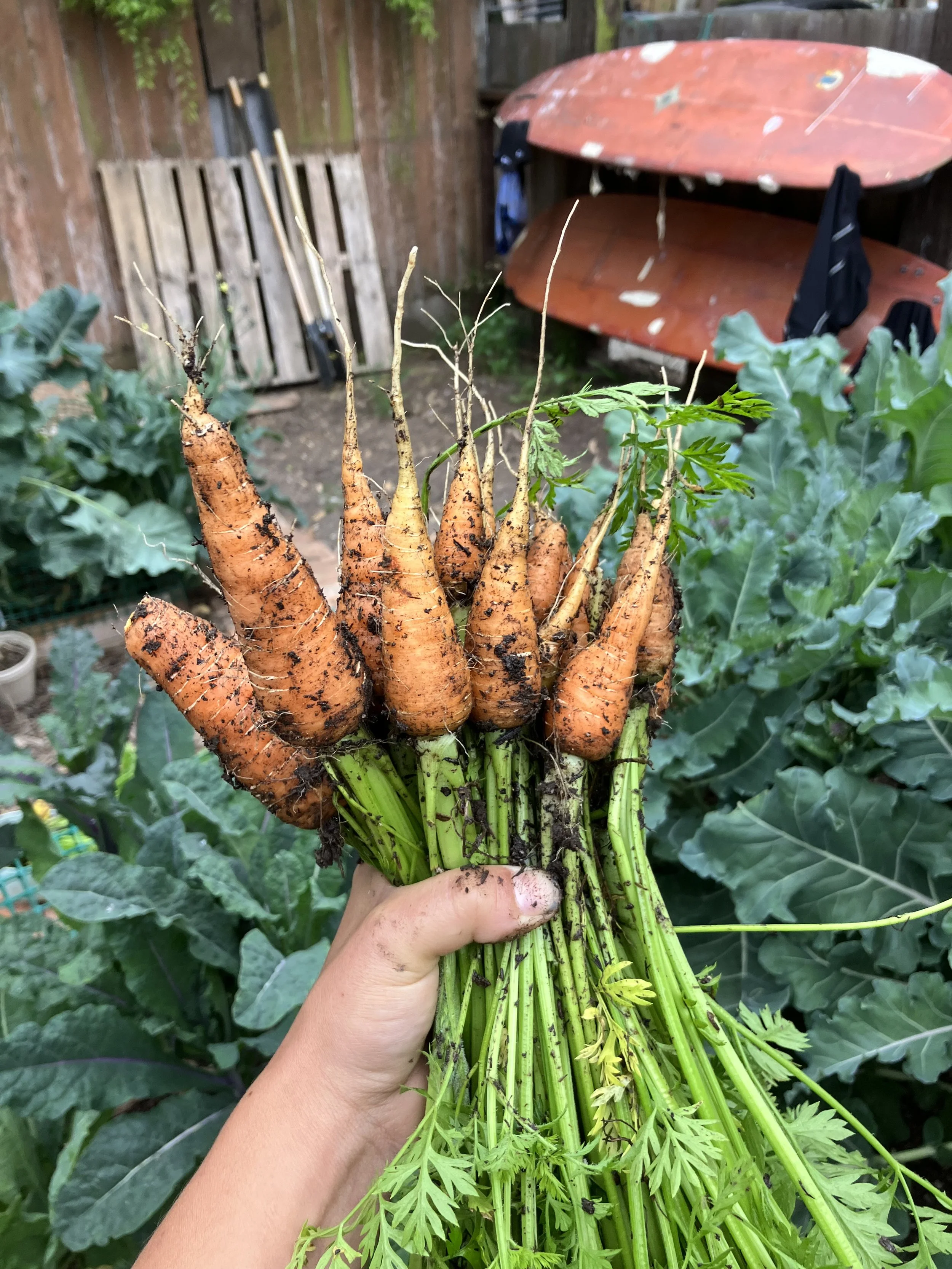 A hand holding a bunch of freshly harvested carrots in a garden with green leafy plants and gardening tools in the background.