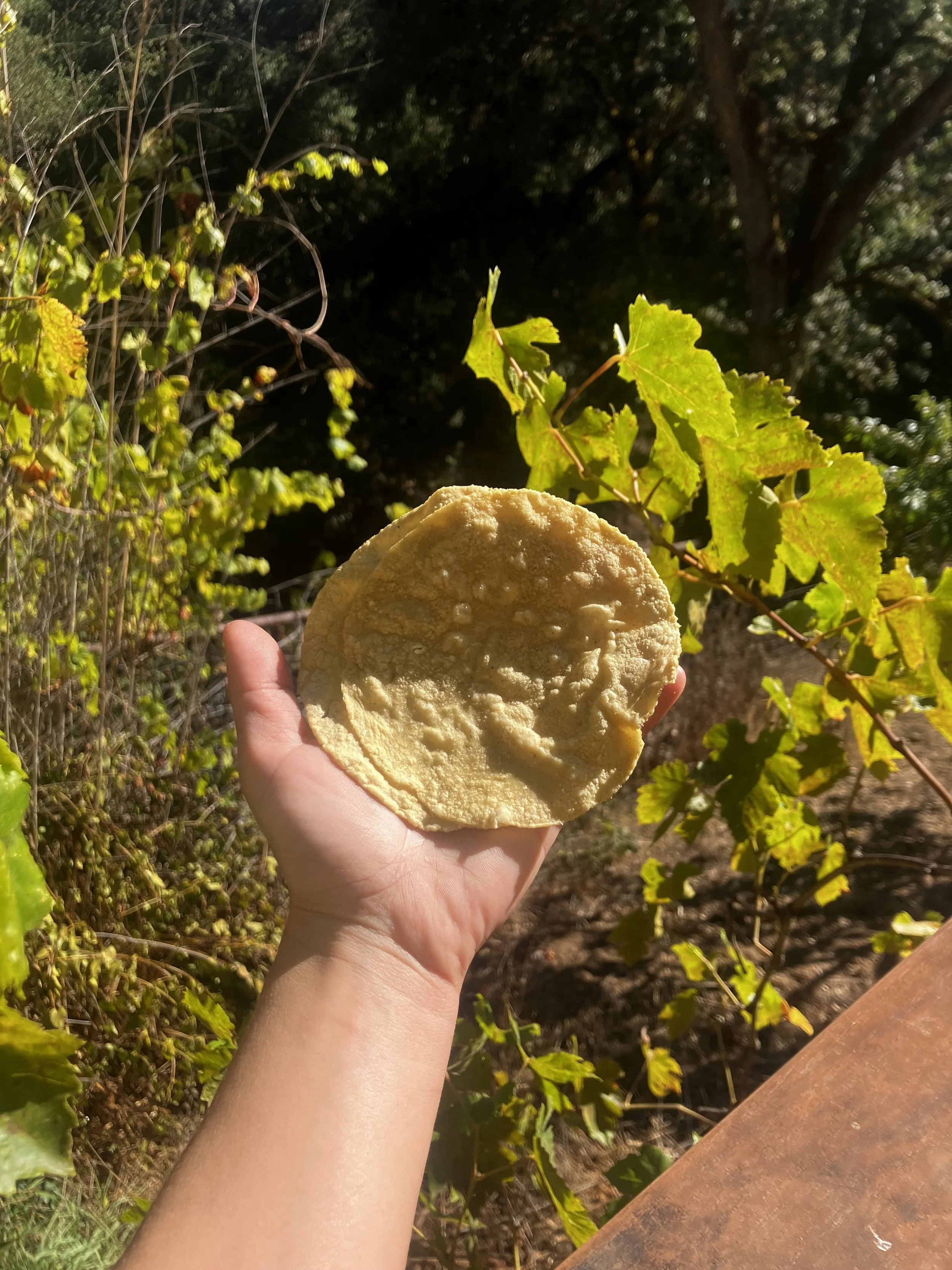 A hand holding a round, flat, beige object, possibly a piece of bread or a snack, outdoors with green and yellow leaves on a vine and a large tree in the background.