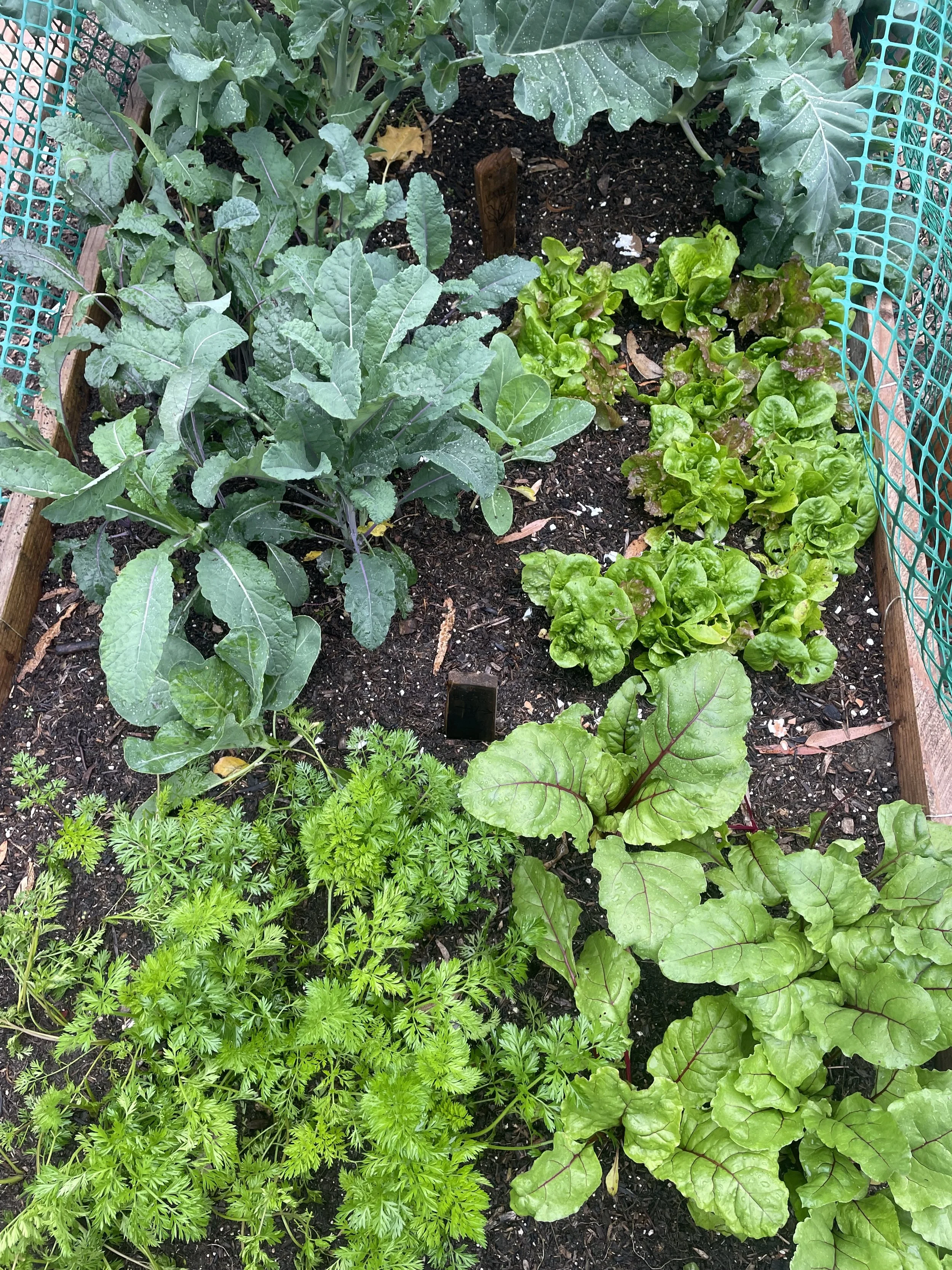 A garden bed with various leafy vegetables including lettuce, Swiss chard, and possibly kale, with a green netted fence on three sides.