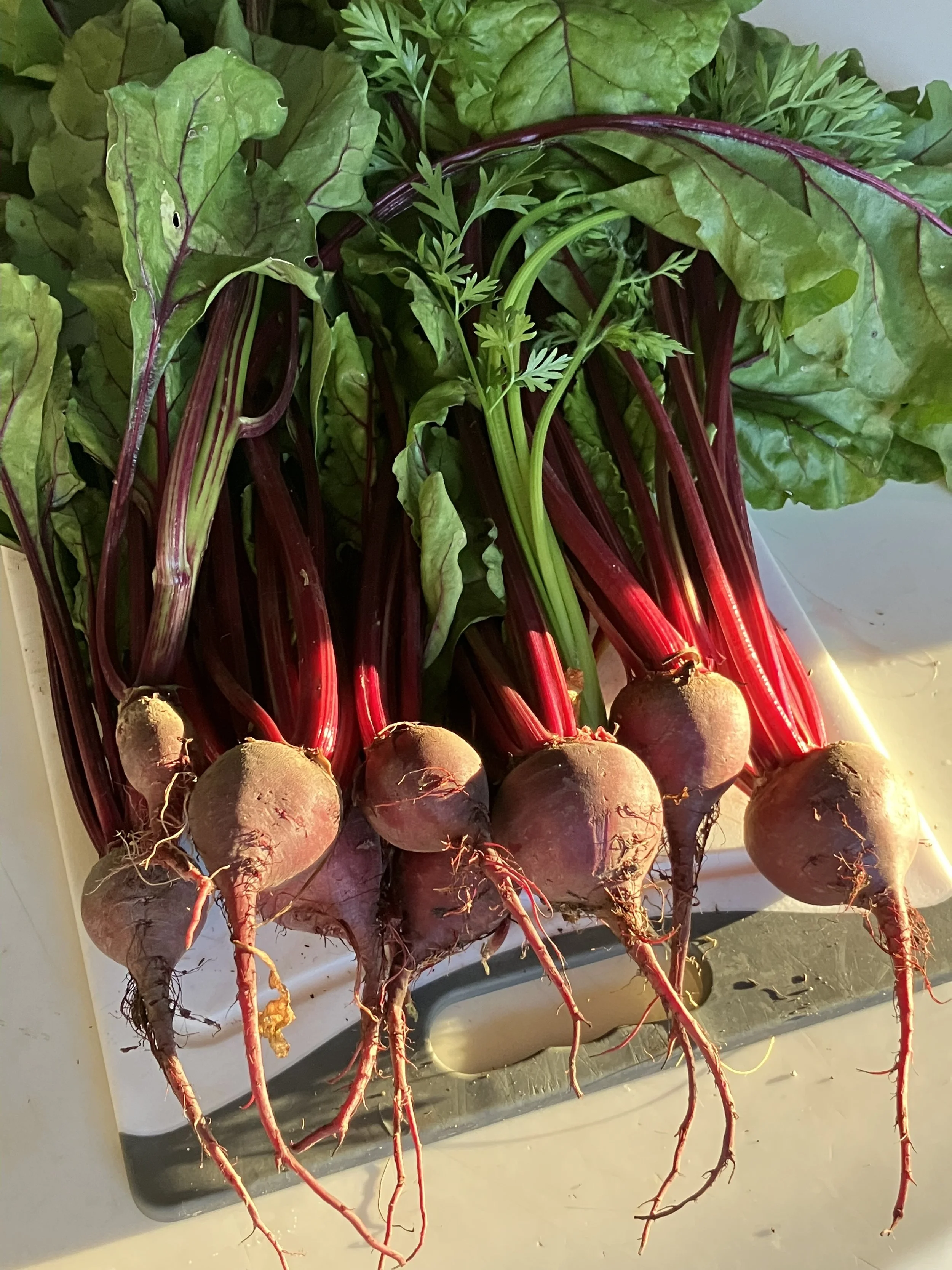 Fresh beets with leafy greens attached, displayed on a tray