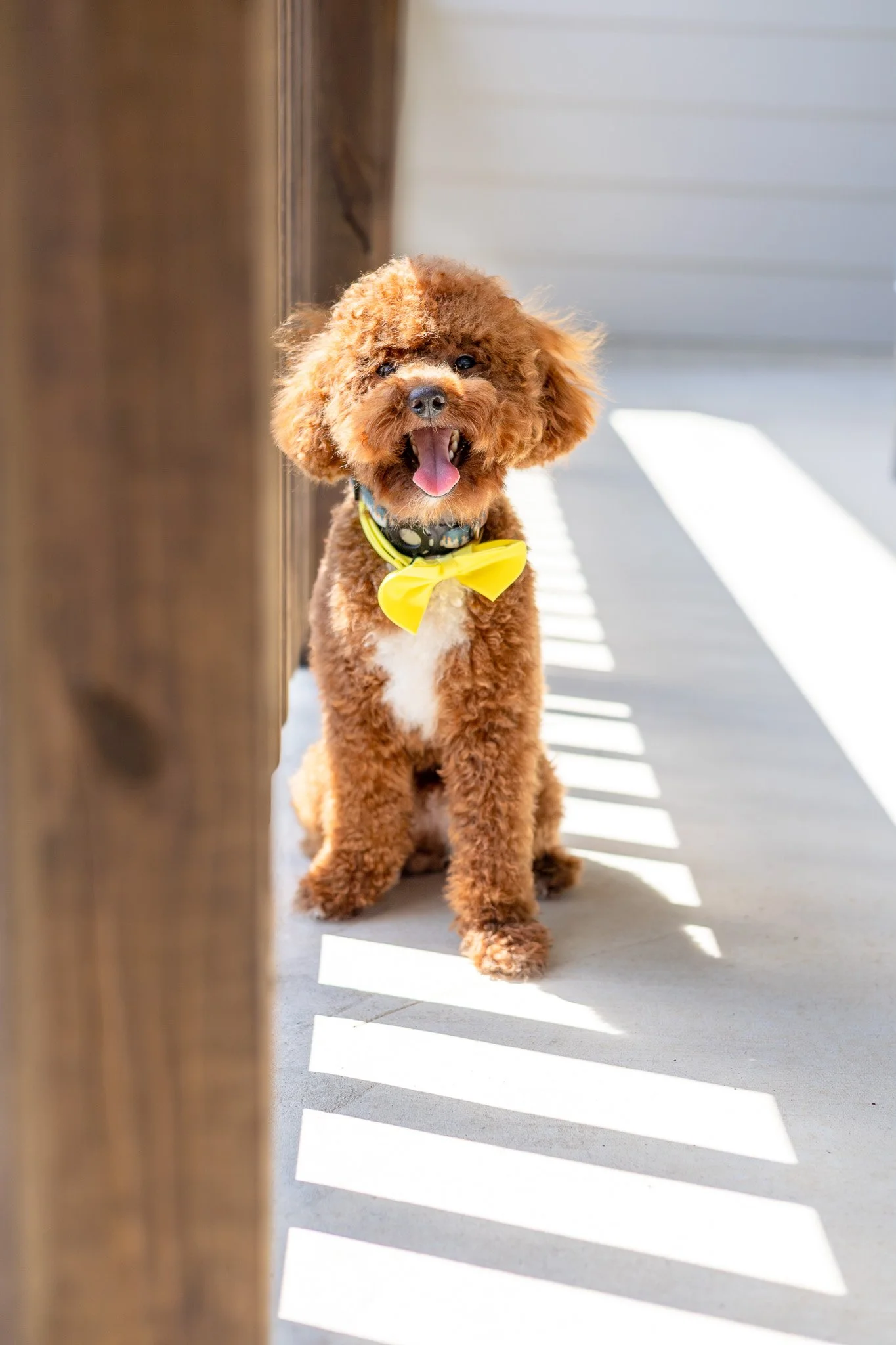 Delvis Simmonds Photography Pet Portait 1