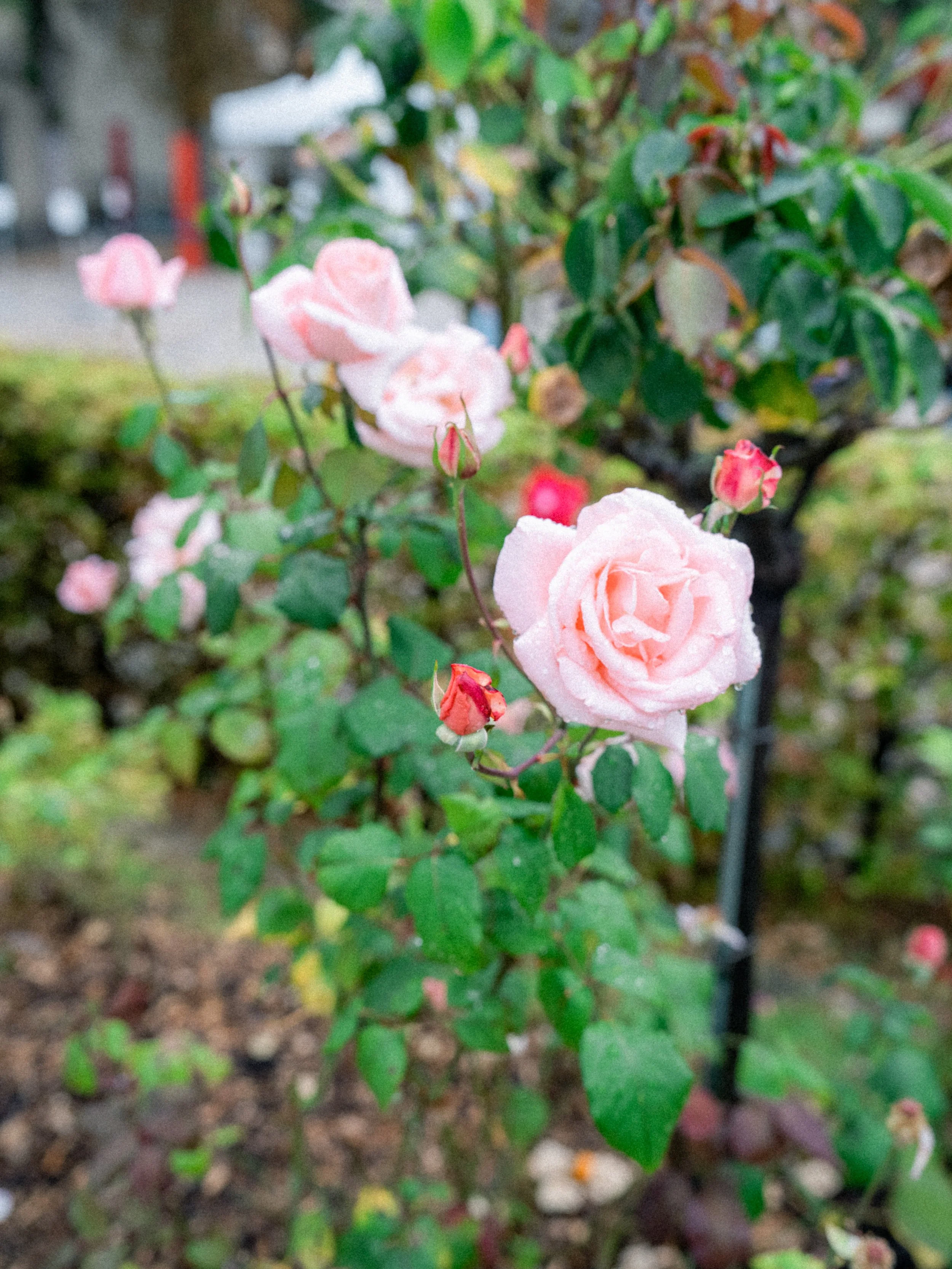 DSC01074.jpg