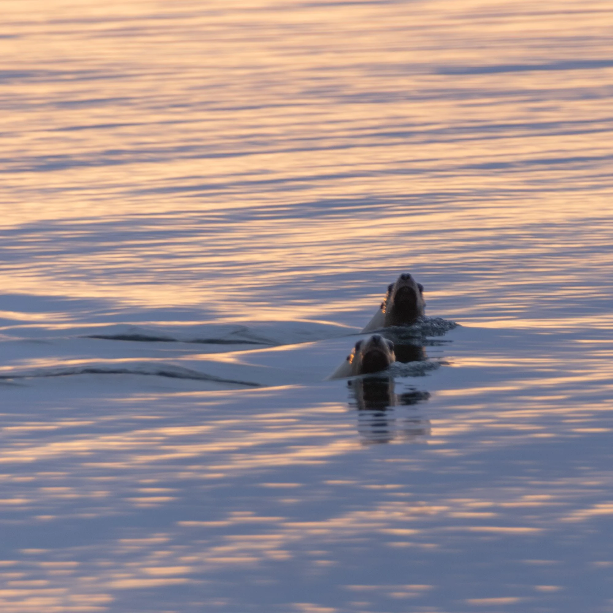 Two seals swimming in the ocean at sunset.