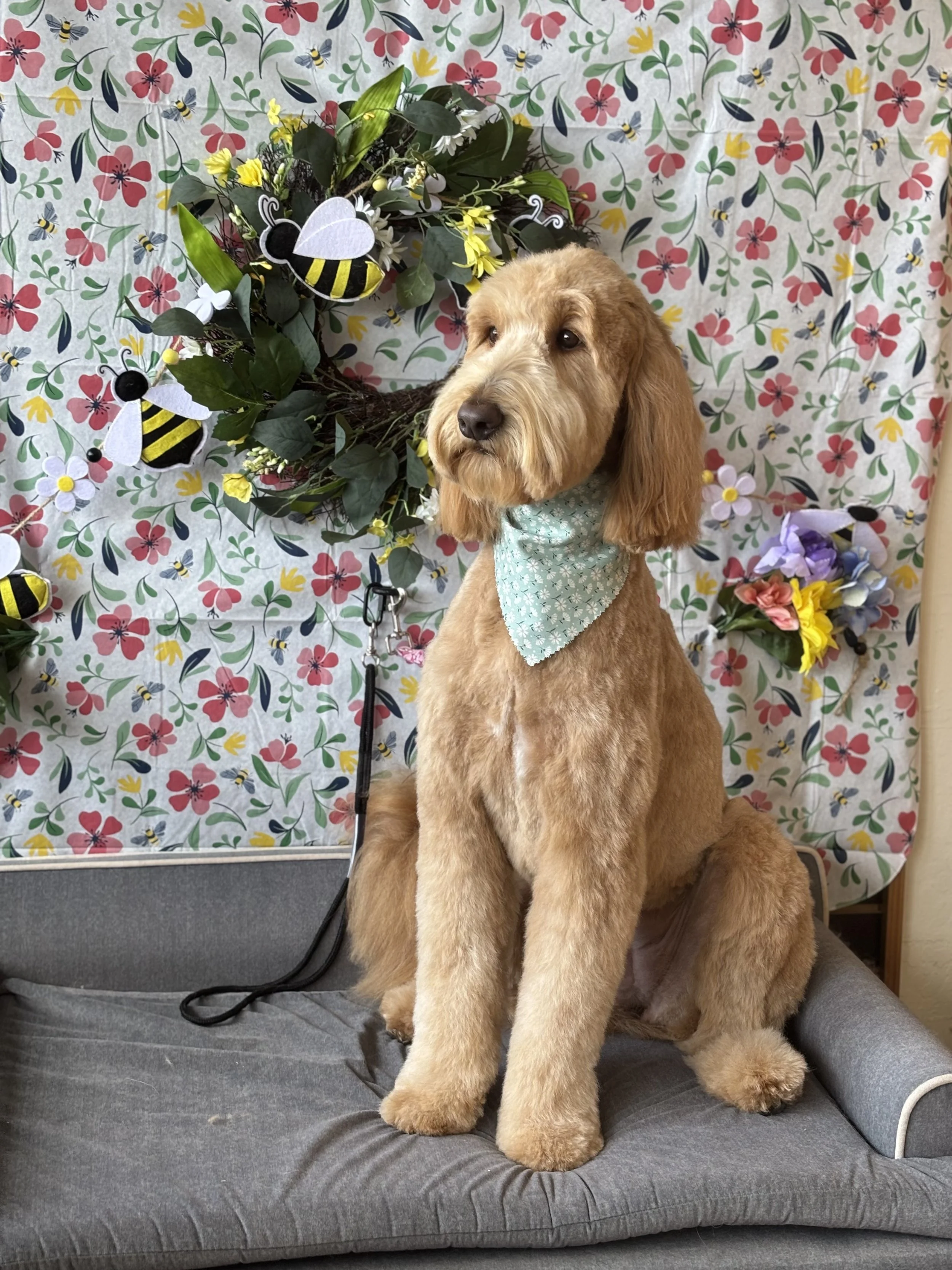 A fluffy golden retriever dog with long ears and a green bandana sitting on a gray couch in front of a colorful floral backdrop with bees and flowers.