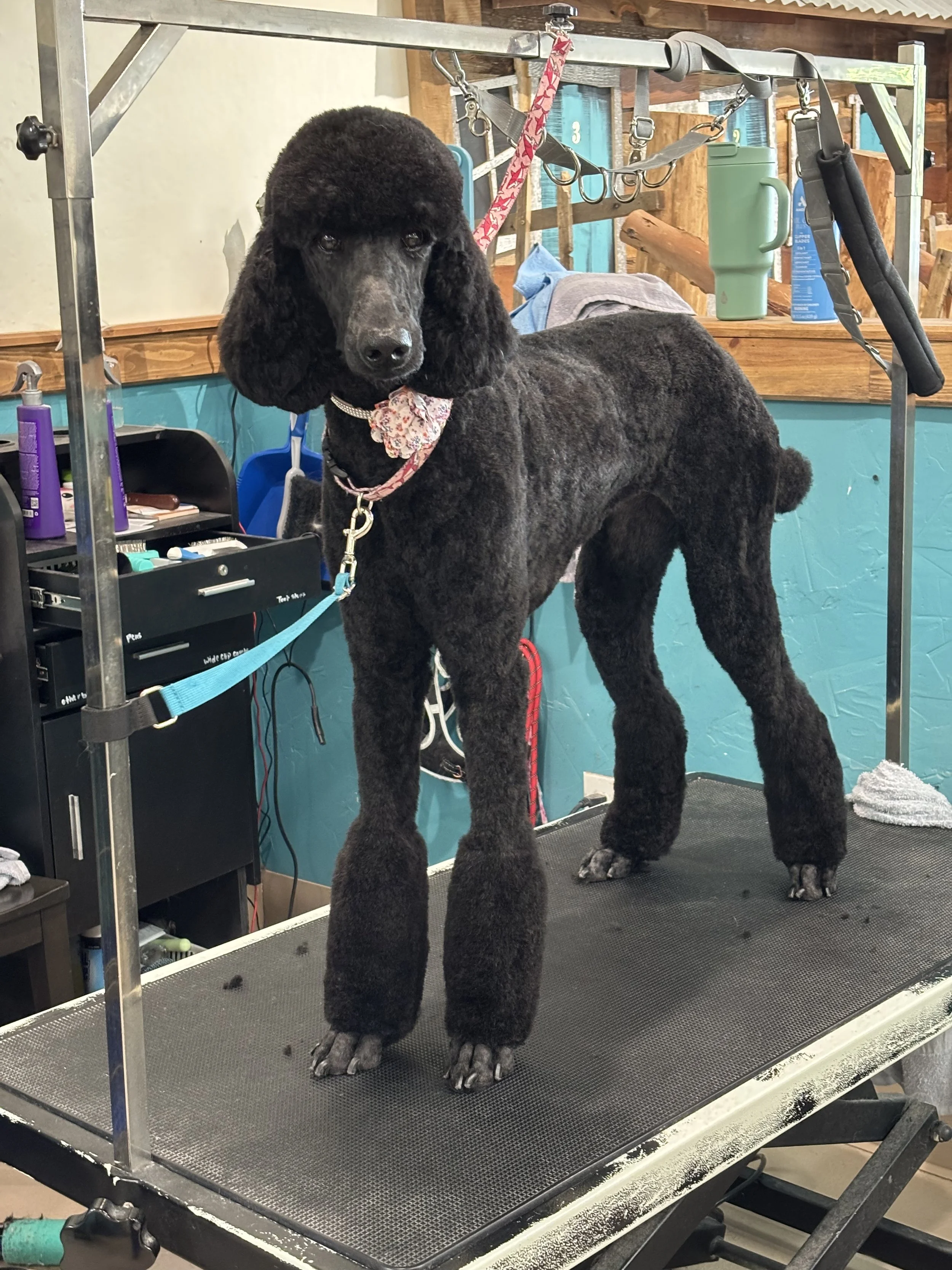 A large black poodle standing on a grooming table in a grooming salon, with grooming tools and supplies visible in the background.