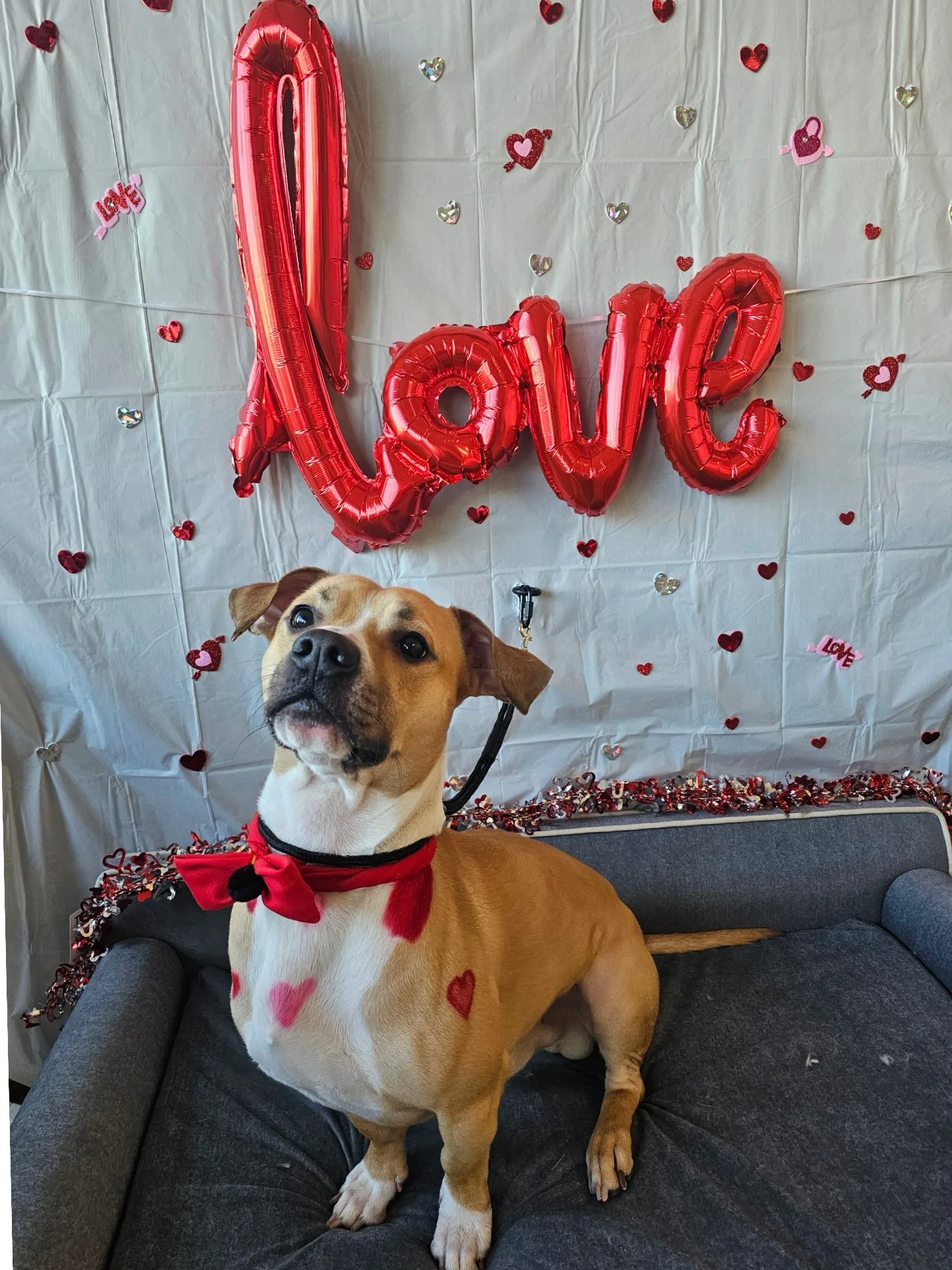 A tan and white dog with a red bow tie and heart-shaped markings on its chest and side, sitting on a gray sofa in front of a Valentine's Day-themed backdrop with a large red foil balloon spelling 'Love', surrounded by smaller heart-shaped decorations