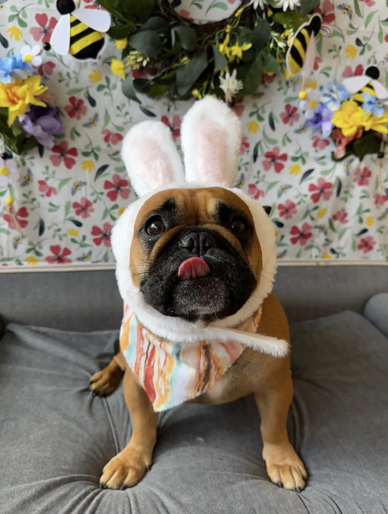 A cute bulldog dressed in bunny ears and a colorful jacket, sitting on a gray surface with a floral and bee-themed background.