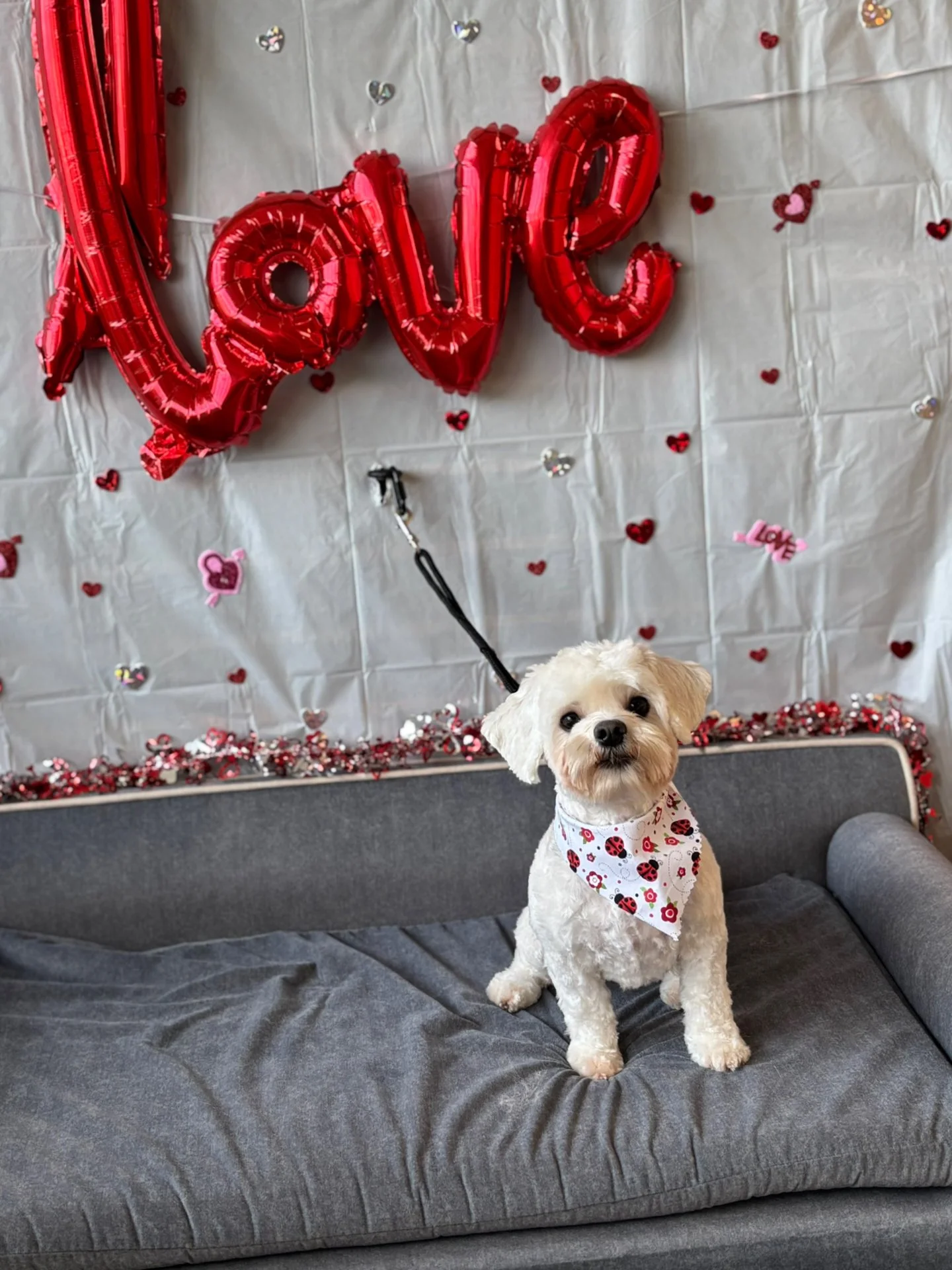 Small white dog with a ladybug patterned bandana sitting on a gray couch in front of a love-themed backdrop with red balloons spelling "LOVE" and heart decorations.