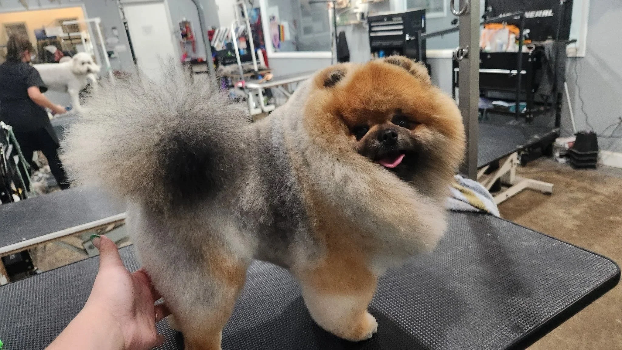 A fluffy Pekingese dog with a thick brown coat and black facial markings being groomed in a grooming salon, with a groomer and another dog visible in the background.