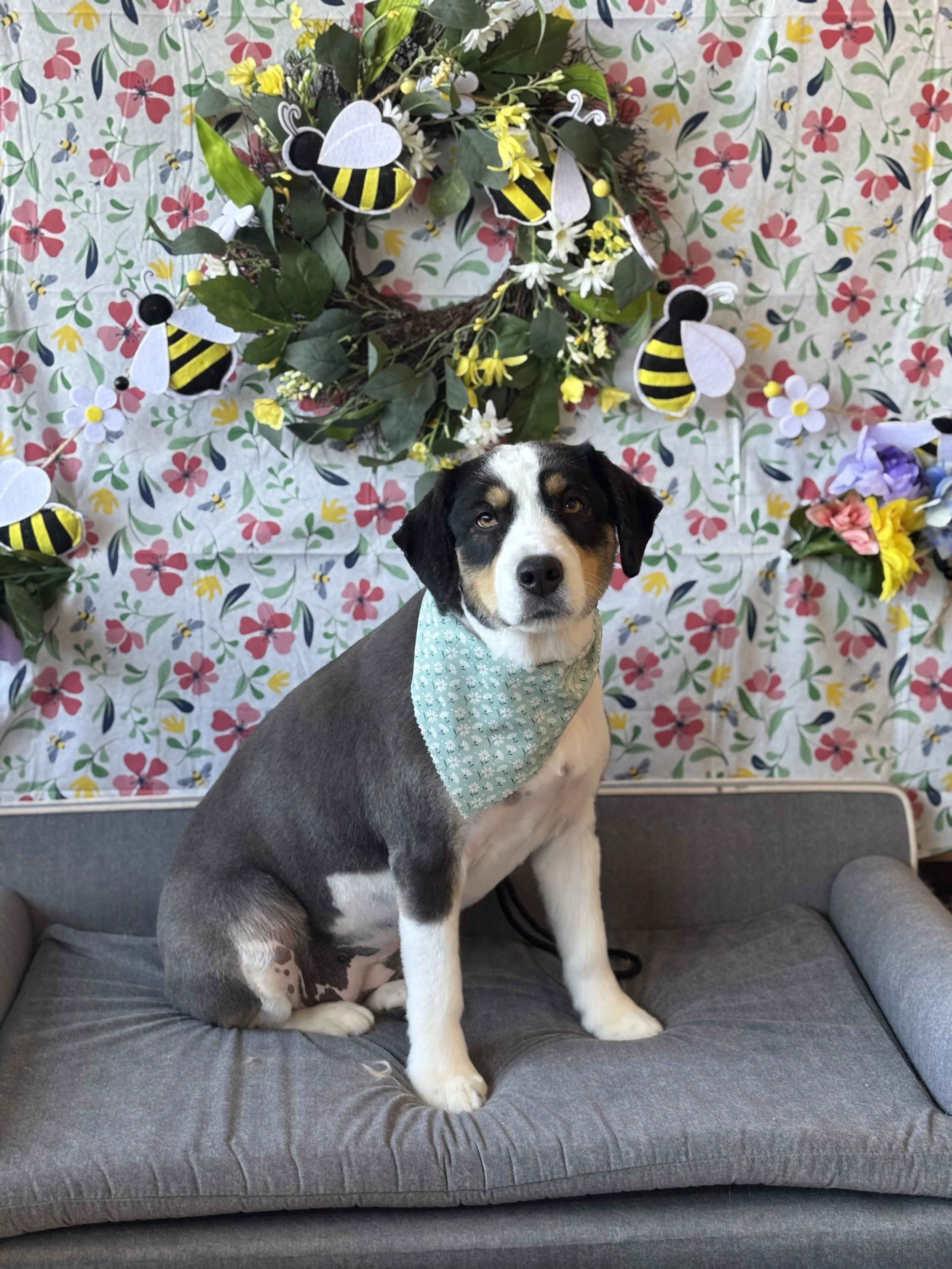 A black, white, and brown dog with a bandana sitting on a gray couch, in front of a floral-themed backdrop with bee and flower decorations.