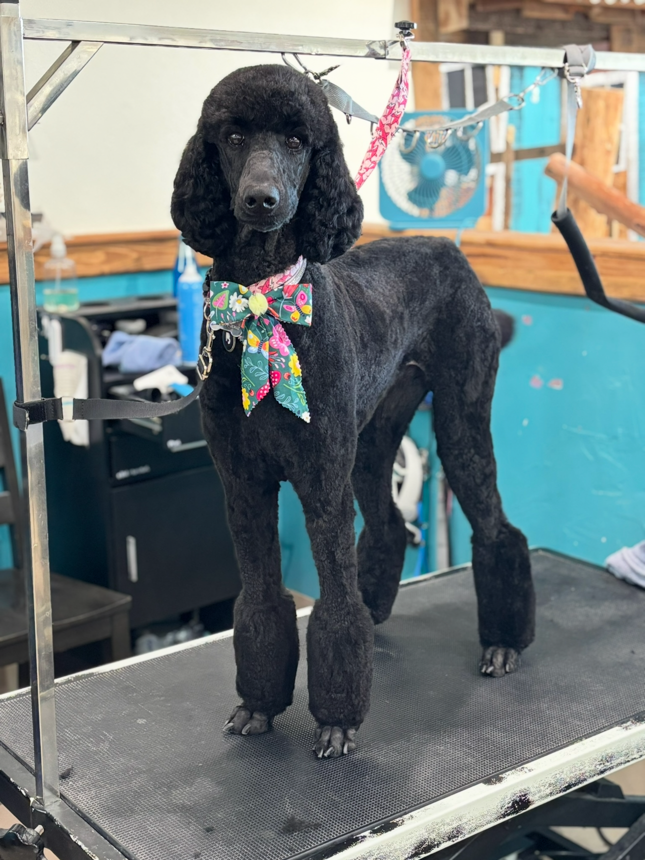 A black poodle with a curly coat standing on a grooming table, wearing a colorful bandana and a pink grooming loop, with grooming tools and a blue fan in the background.