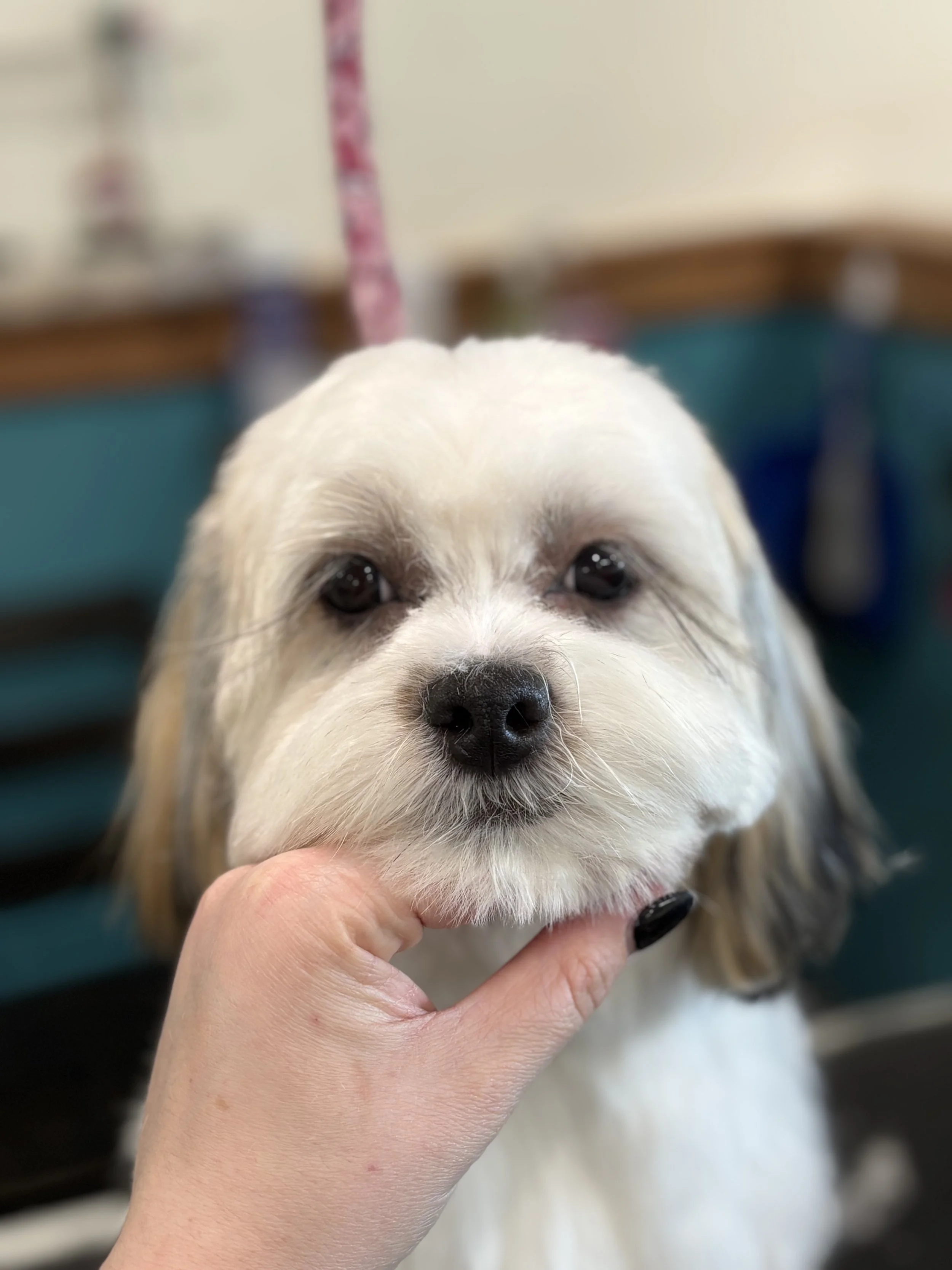 Close-up of a small, white dog with tan patches, being gently held under the chin by a person's hand, indoors.