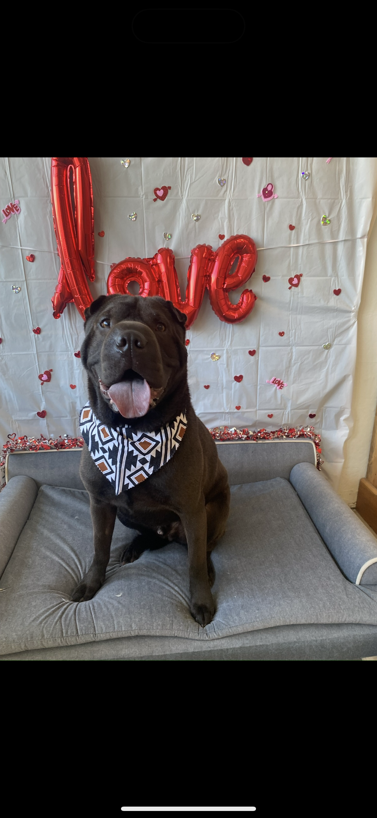 Black dog with a geometric patterned bandana sitting on a gray cushion in front of Valentine's Day themed backdrop with red and pink heart decorations and a red foil balloon spelling 'love'.