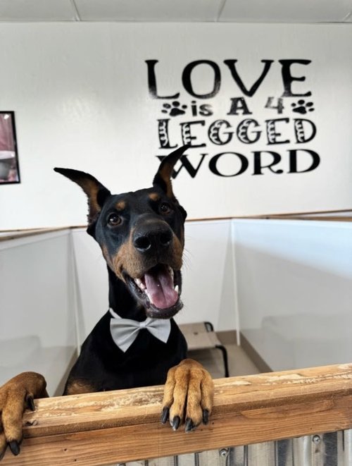Fairy Tails Pet Spa, pet groomer in Clovis, photo 2 of 6