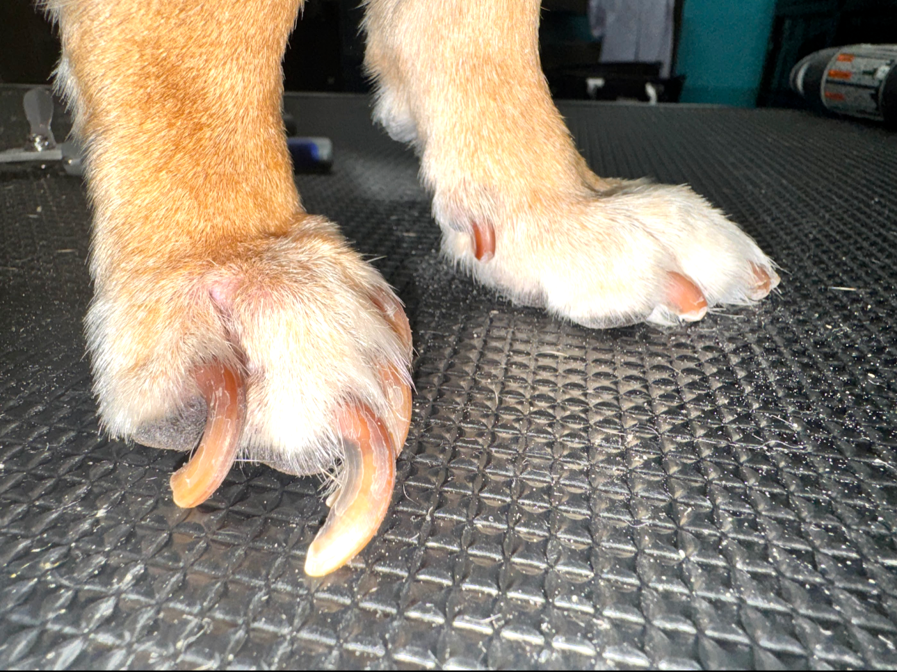 Close-up of a dog's front paws with long, curved nails on a black textured grooming table.