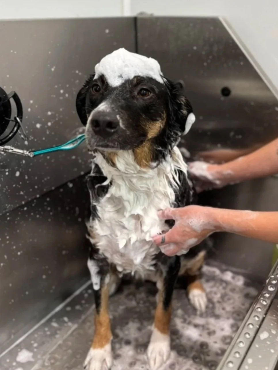 Dog with black, white, and brown fur being bathed in a stainless steel sink, covered with soap suds.