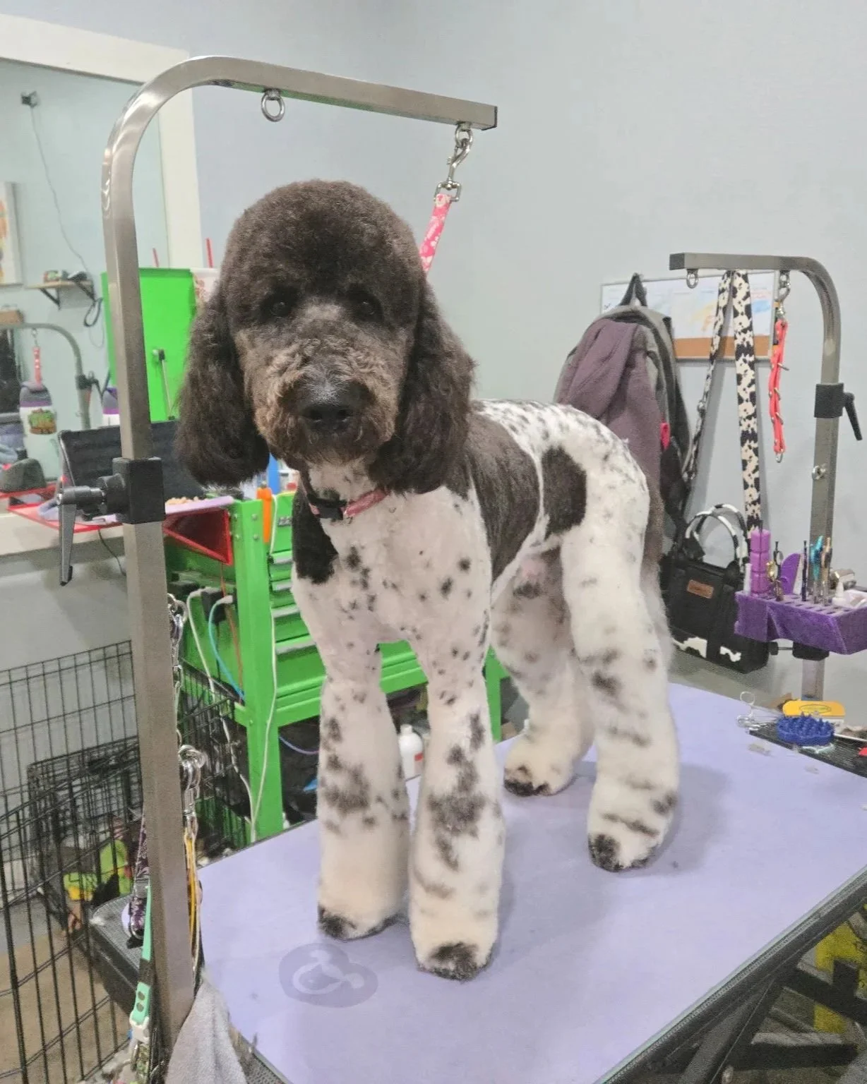A black and white dog, possibly a Cocker Spaniel, standing on a grooming table in a grooming salon, with grooming tools and supplies visible in the background.