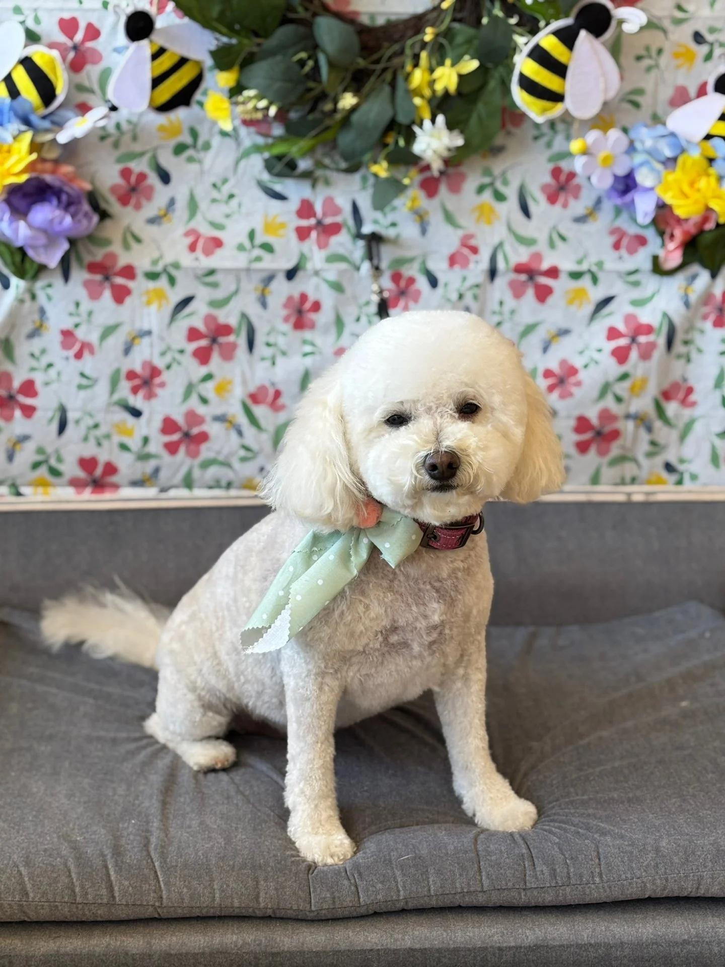 A small white dog with a curly coat and floppy ears, wearing a light green polka-dotted bow, sitting on a gray cushion in front of a colorful, floral and bee-themed background.