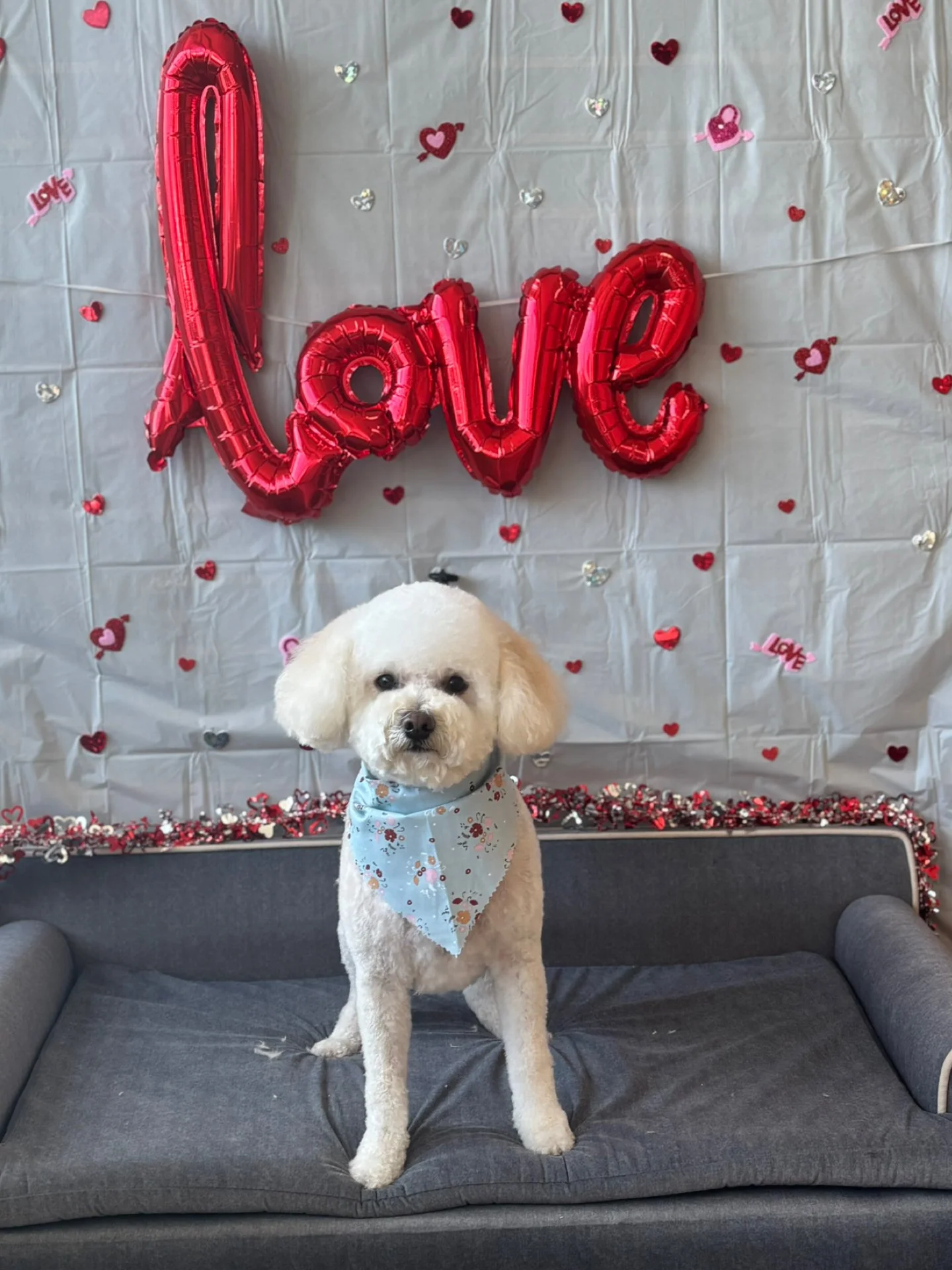 A small dog with white and brown fur sitting on a checkered black and white blanket, wearing a light purple bandana with floral patterns. Behind the dog, there is a black wall with orange, yellow, white, and red artificial flowers, and a metal butterfly decoration. The dog is leashed to a hook on the wall.