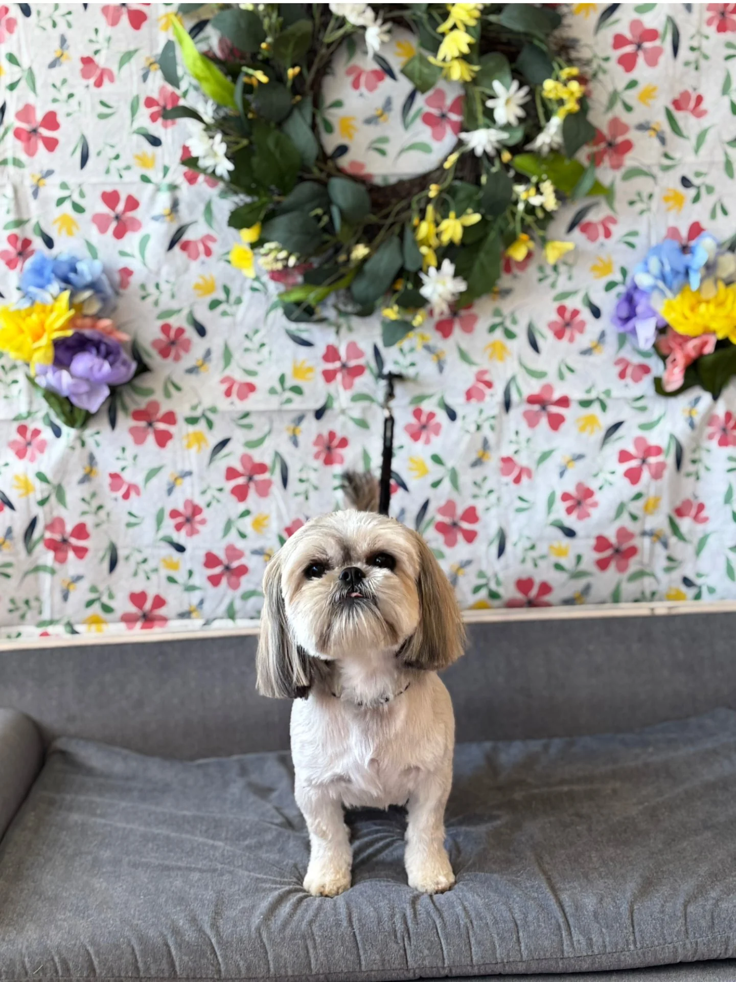 A small dog with a light-colored coat and dark hair on its ears, standing on a gray fabric surface in front of a floral backdrop with white, pink, yellow, purple, and blue flowers.