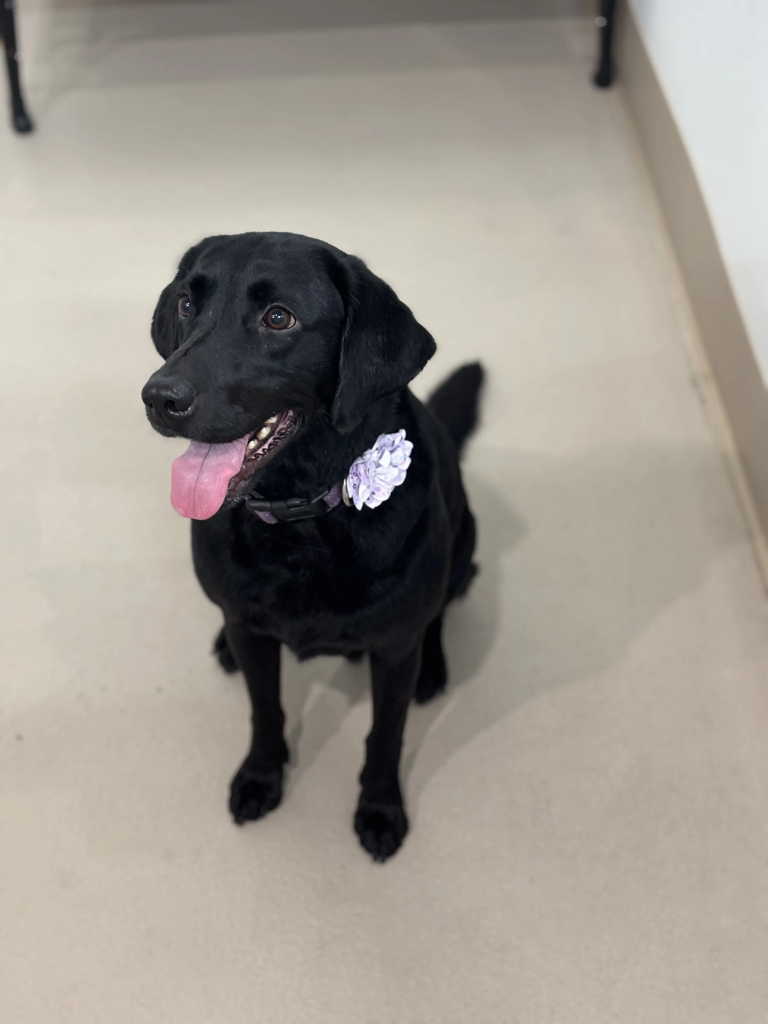 Black Labrador Retriever dog with a floral collar sitting on a beige floor and looking up.