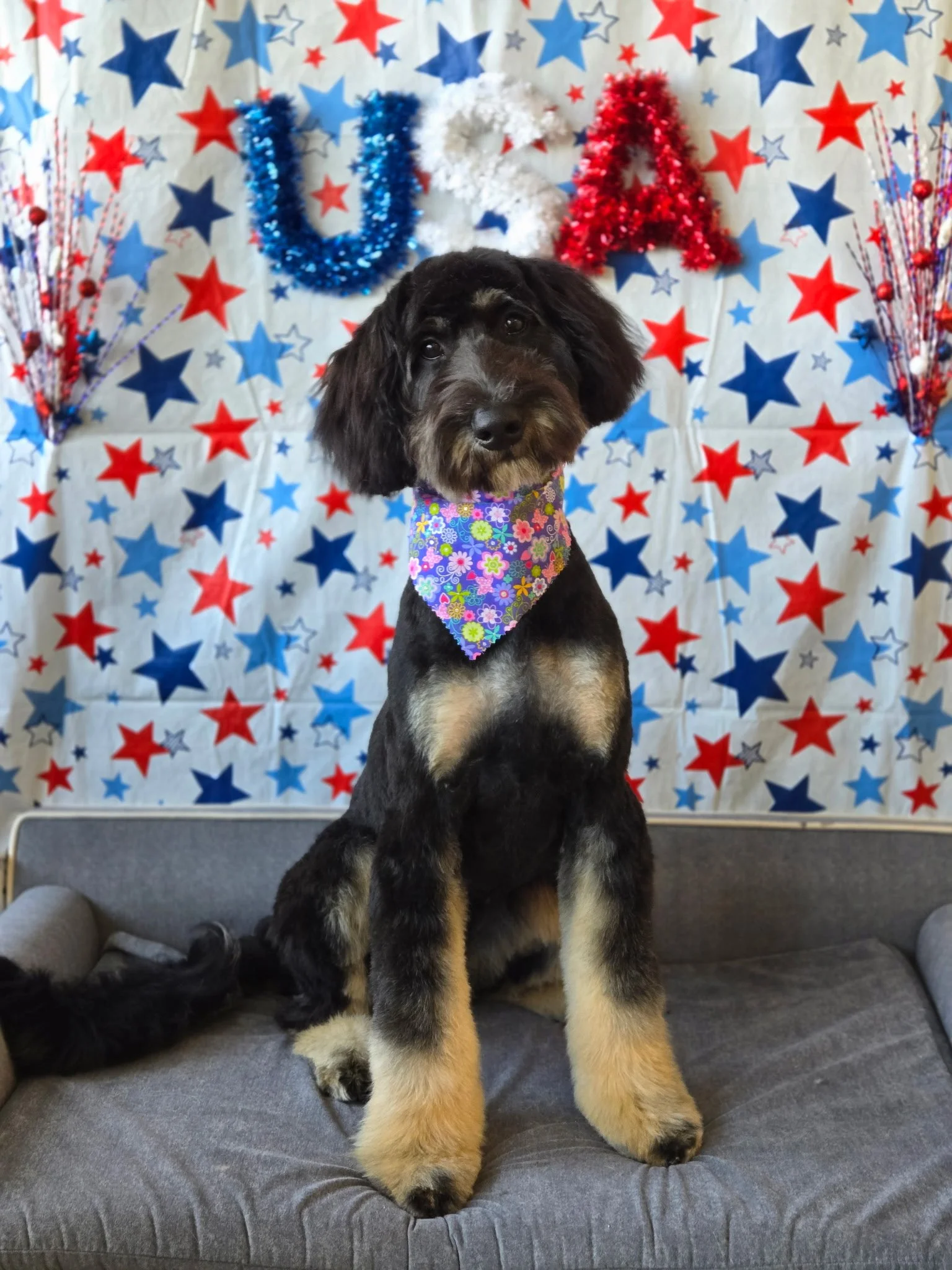 A cute white and tan puppy wearing a pink and black patterned bow tie, sitting on a wooden floor with a blurred wooden background.