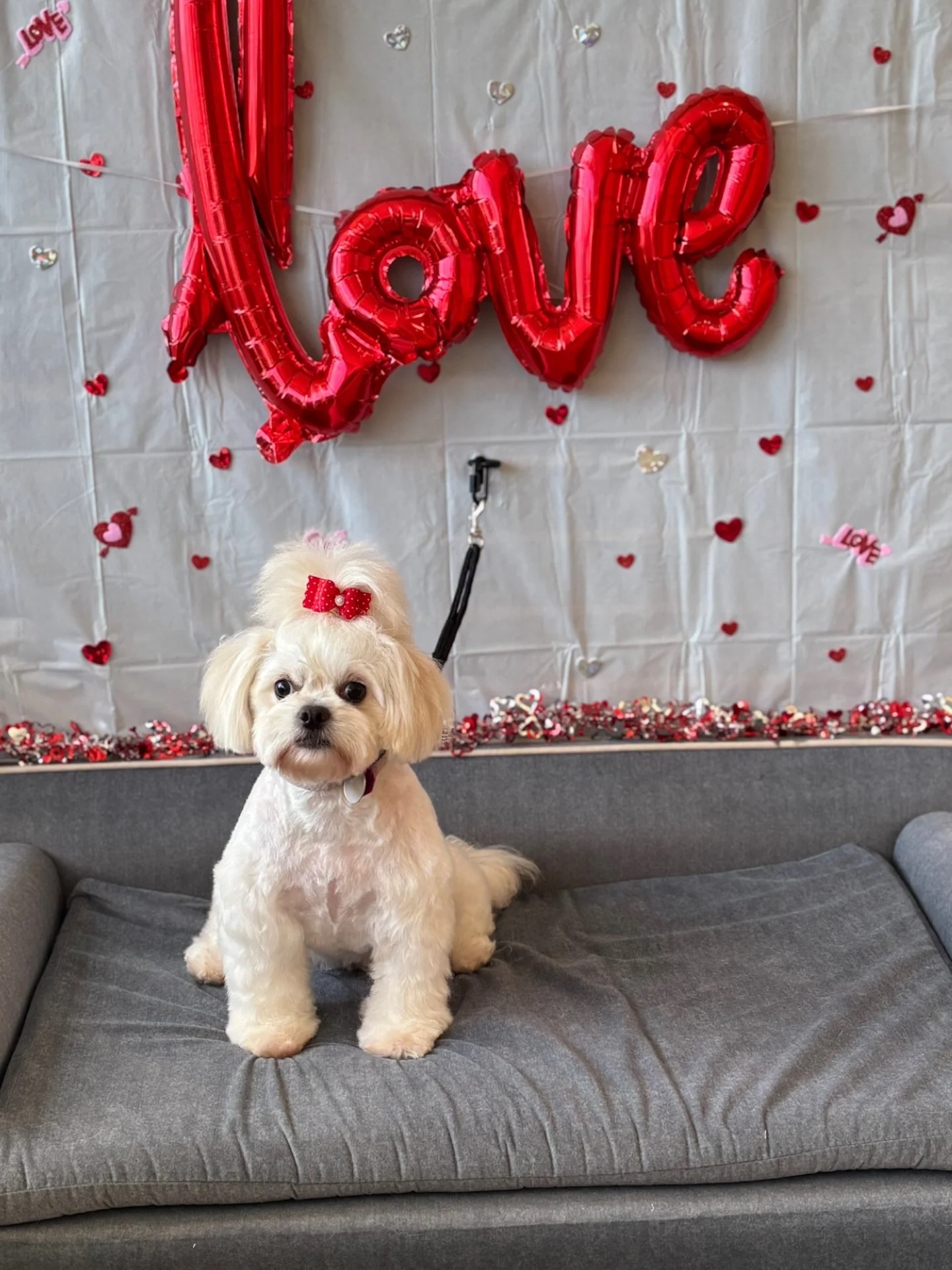 A small, white dog with a red bow on its head sitting on a gray cushion in front of a festive Valentine's Day backdrop featuring a large red 'Love' balloon, smaller heart-shaped decorations, and a border of red, white, and silver embellishments.