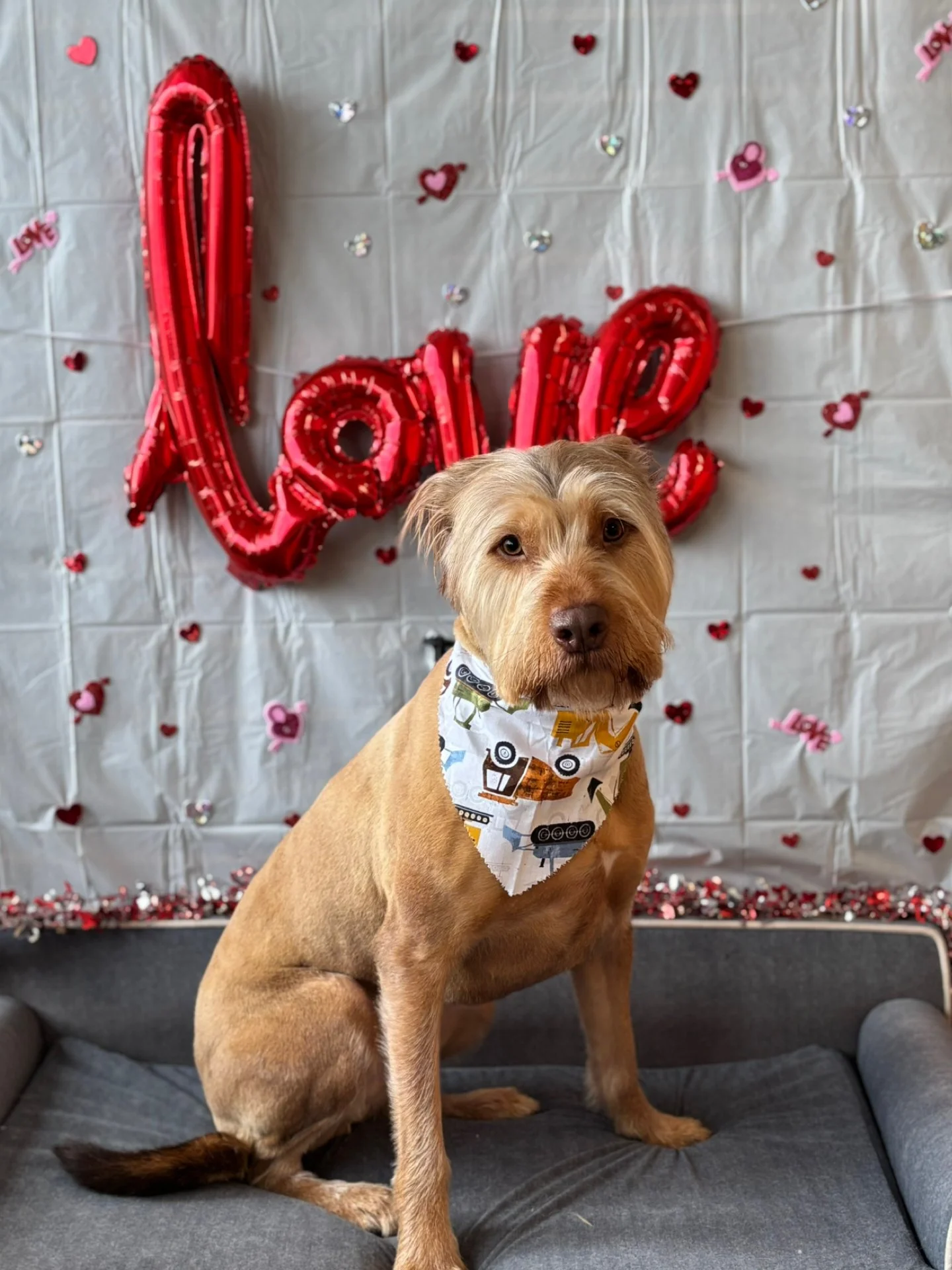 A dog sitting on a gray bed with a Valentine's Day backdrop, including a large red balloon spelling 'love' and smaller heart-shaped decorations.