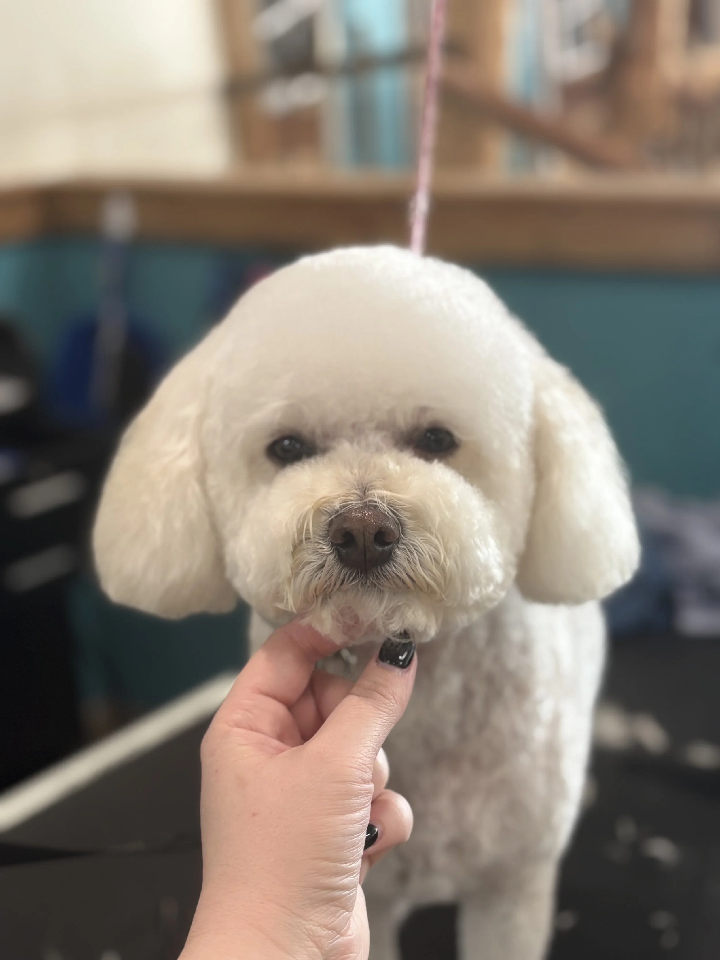A white dog with a fluffy face at a grooming salon, being held gently under the chin by a person's hand.