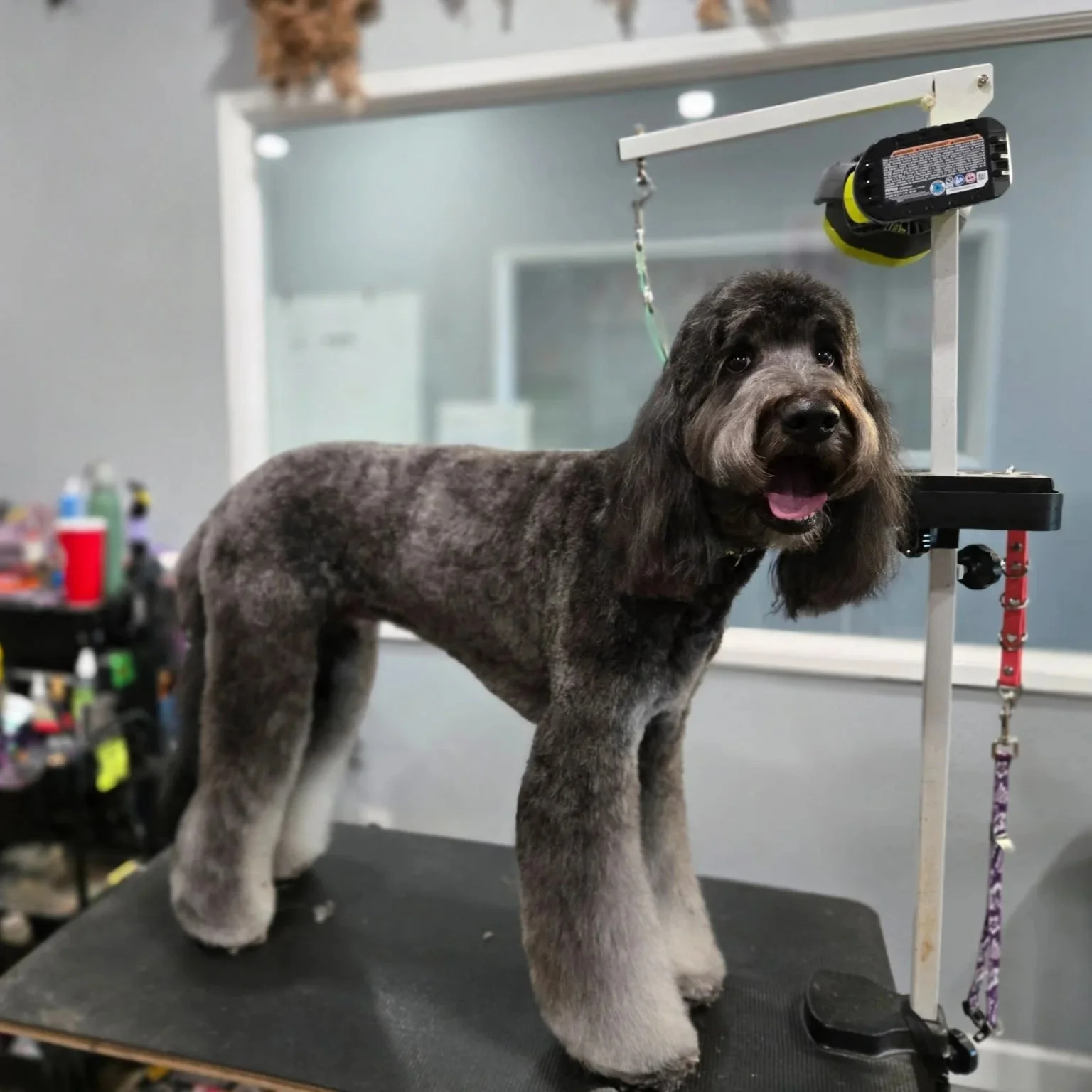 A dog with a shaved body and fluffy head on a grooming table, looking towards the camera, with grooming tools and equipment around.