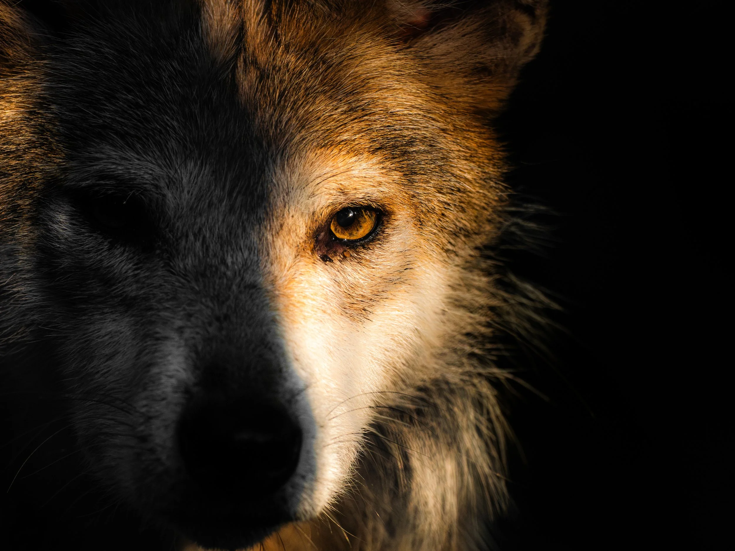 "Gaze of Mexican Wolf" - Wolf Conservation Center, NY
