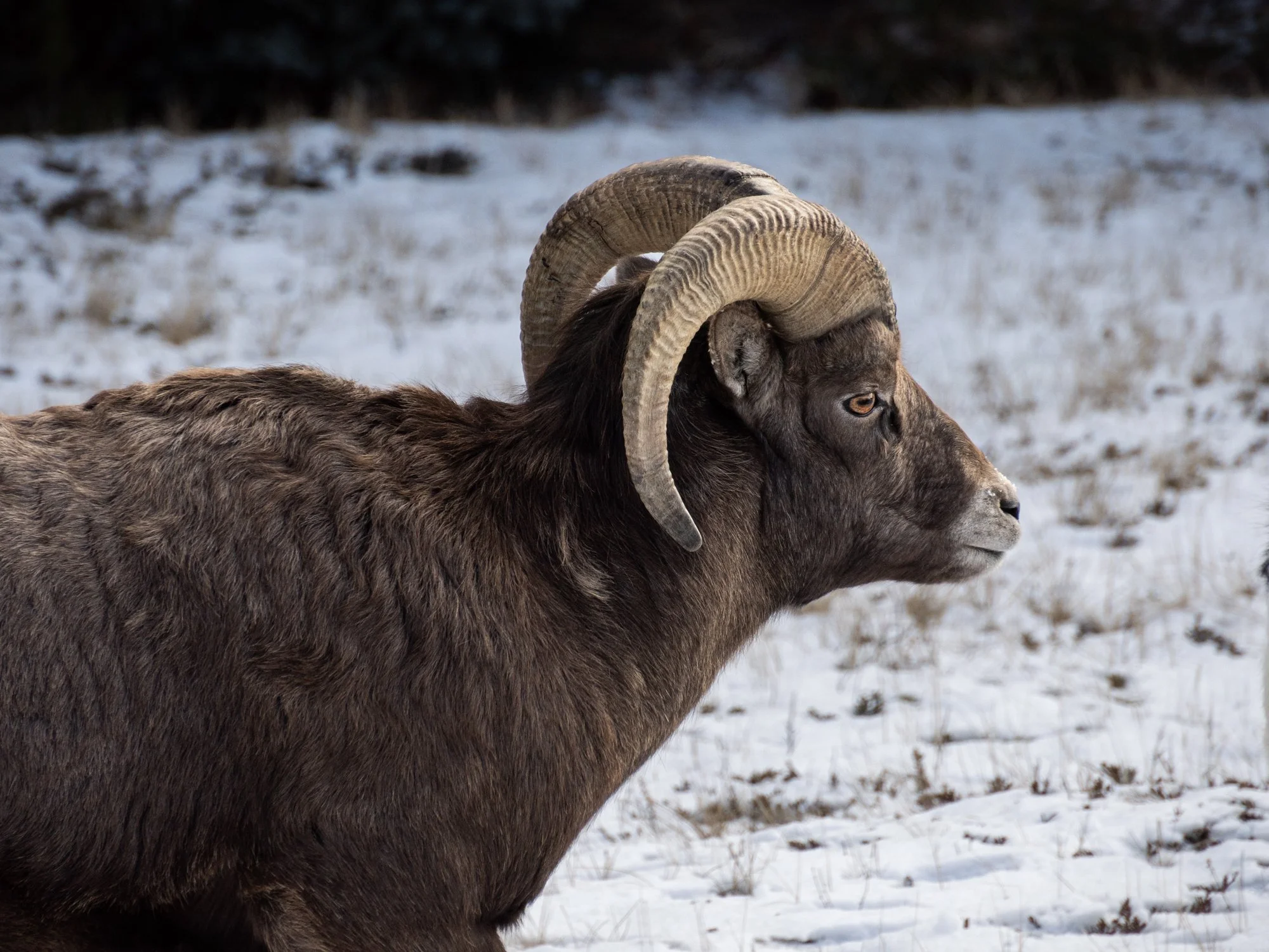 "Big Horn" - Alberta, Canada