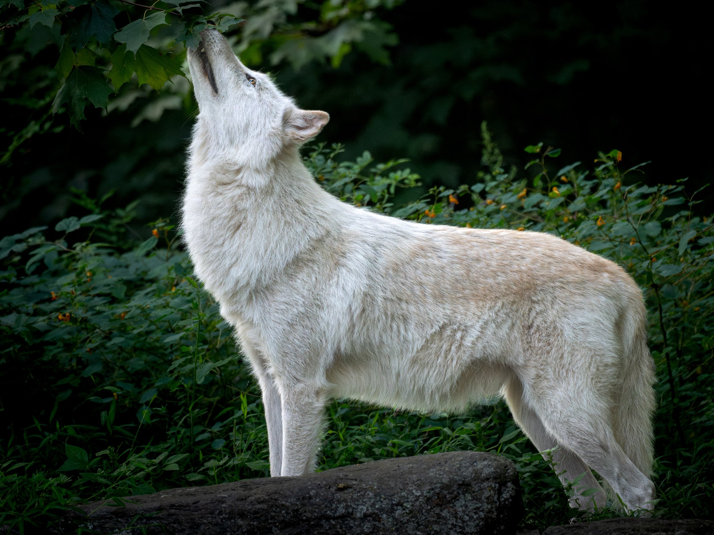 "Curious Gray Wolf" - Wolf Conservation Center, NY