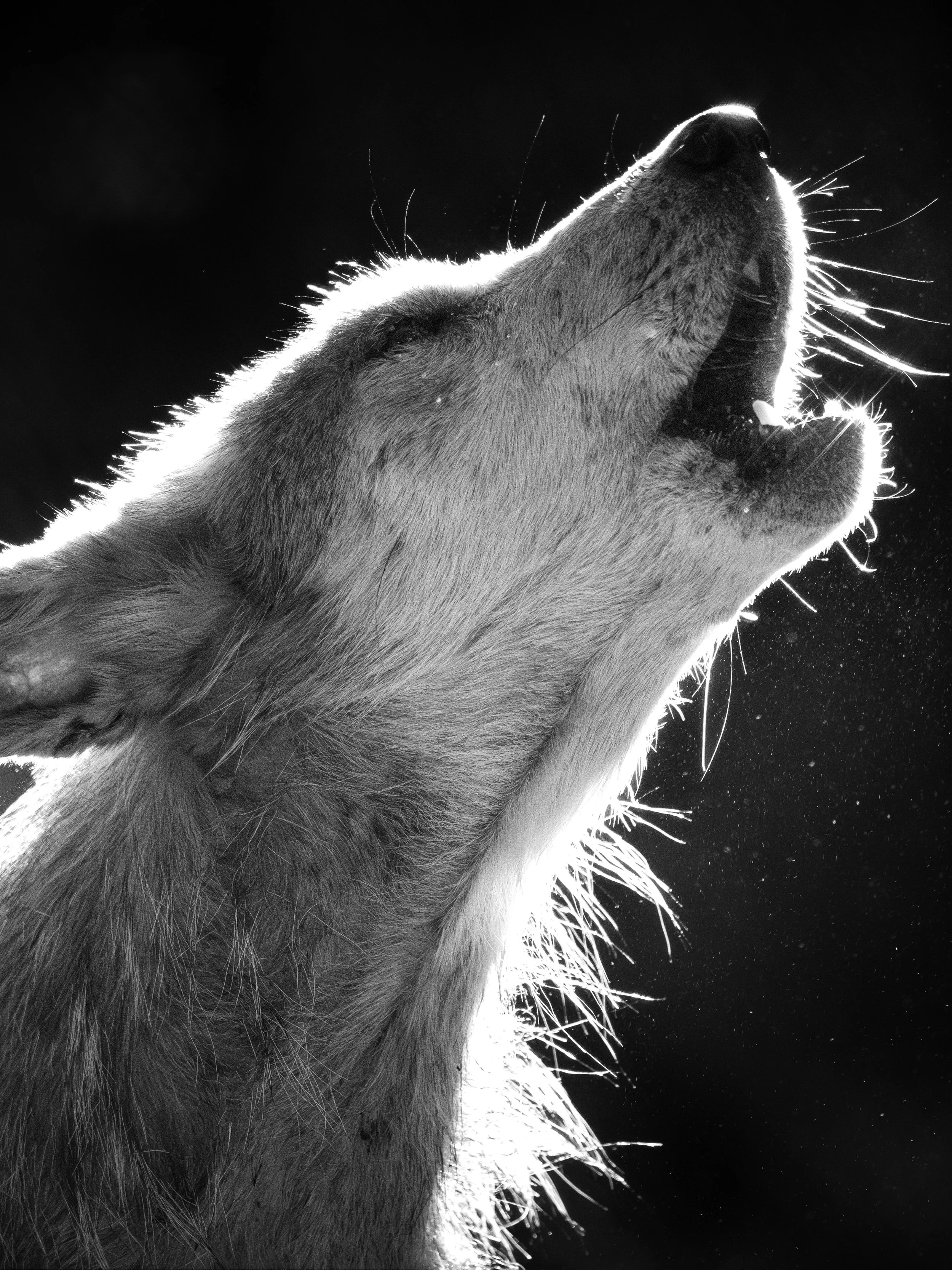 Song of a Luminary - Wolf Conservation Center, NY