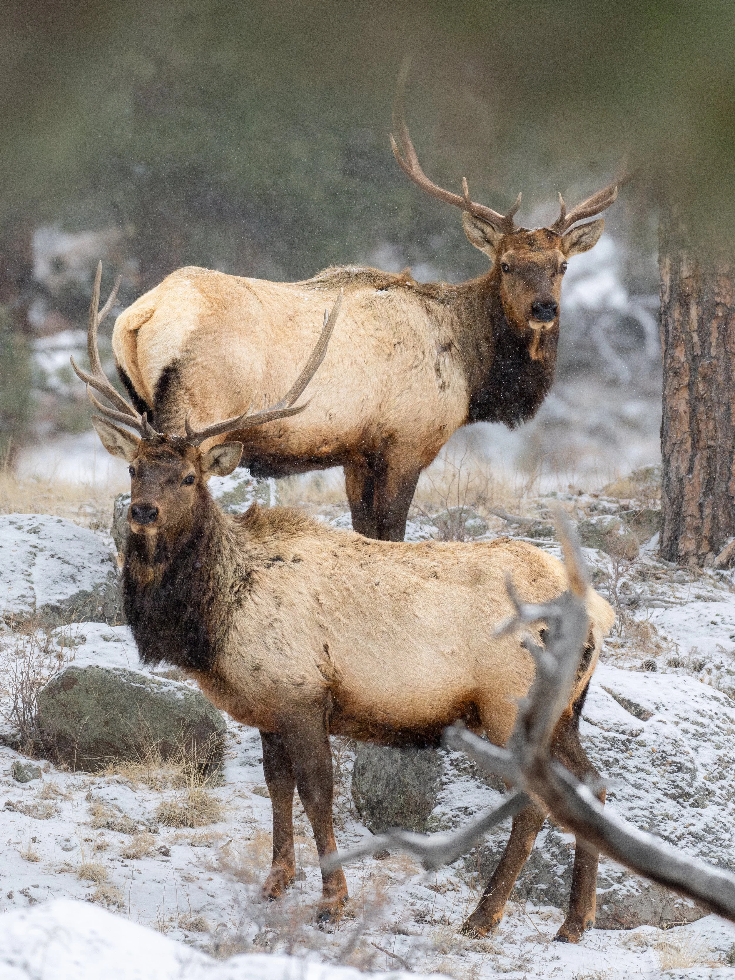 "Ying and Yang" - Estes Park, Colorado