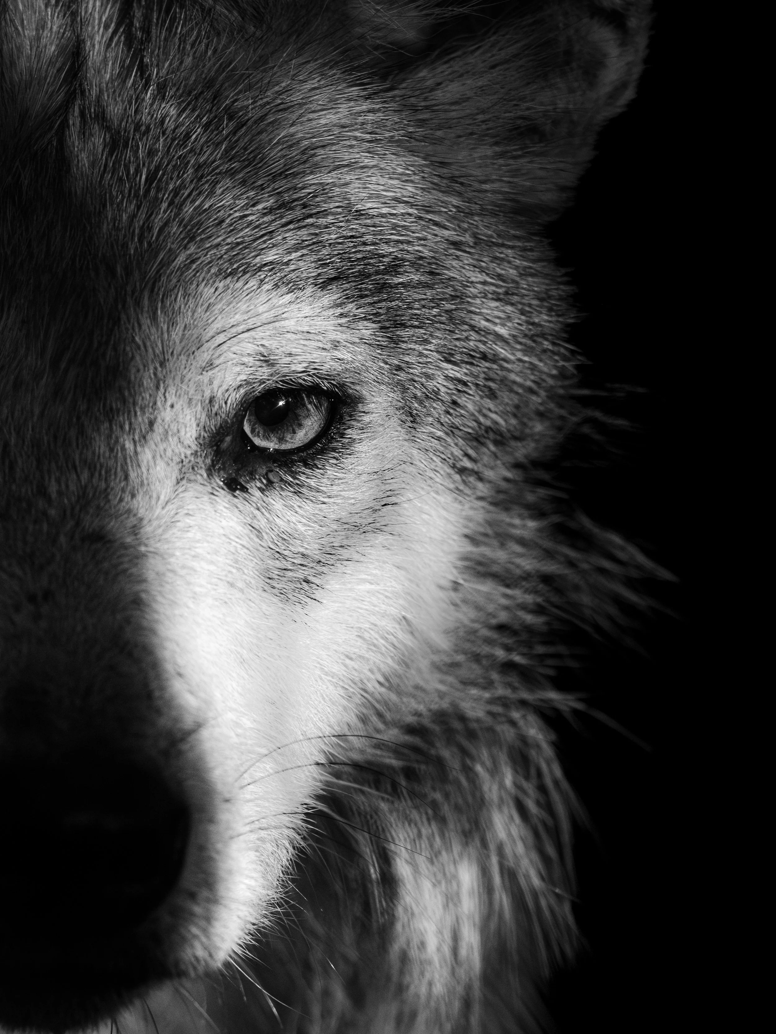 "Gaze of a Remnant" - Wolf Conservation Center, NY