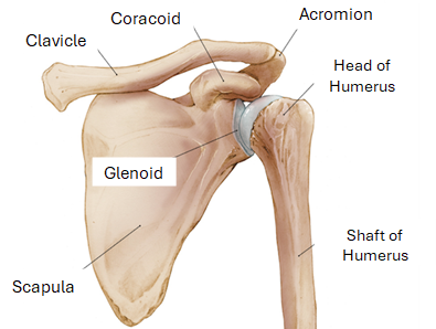 Diagram of the shoulder joint showing the clavicle, coracoid, acromion, head of humerus, glenoid, scapula, and shaft of humerus.