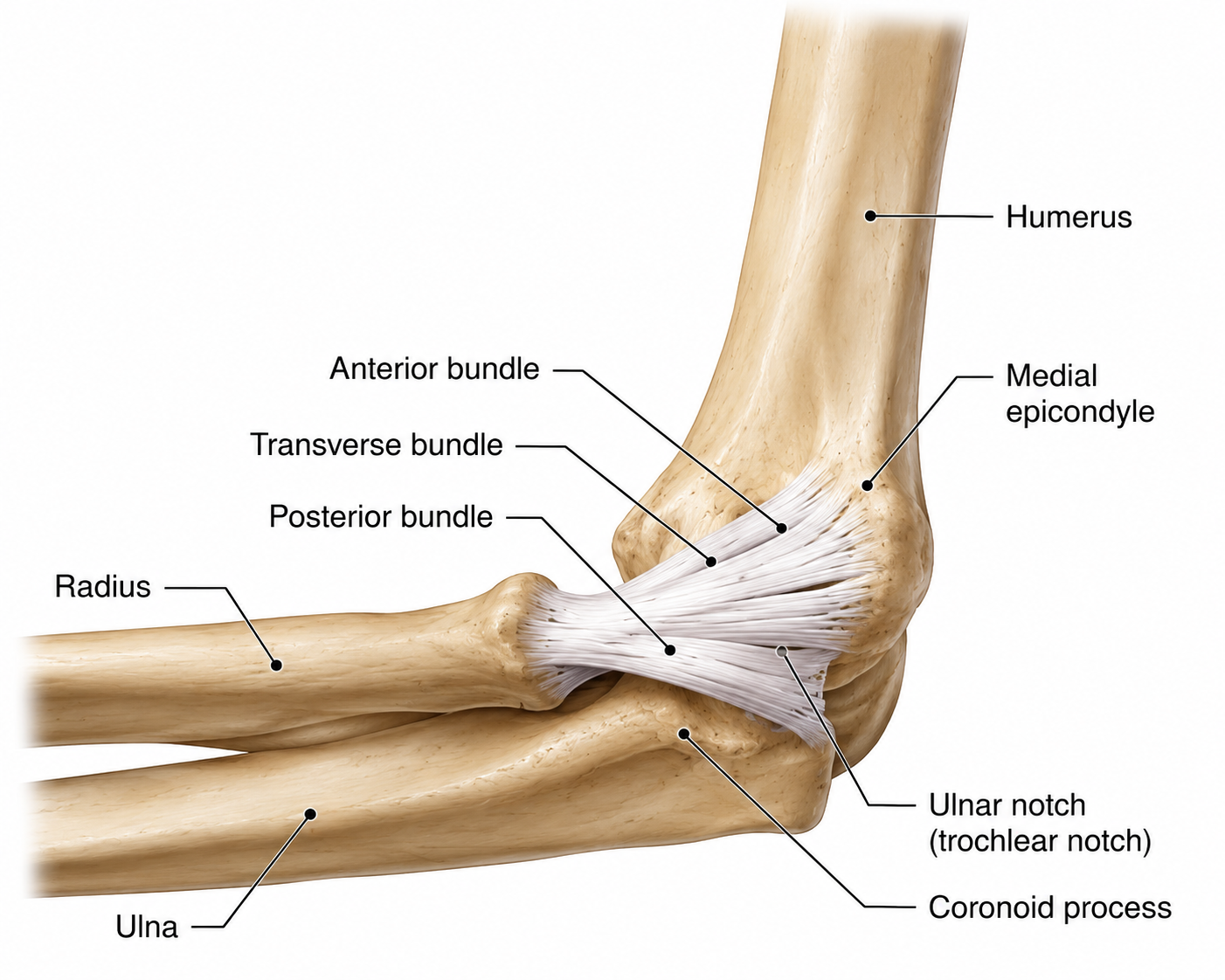 Diagram of a human elbow joint showing bones and ligaments, including humerus, ulna, radius, anterior bundle, transverse bundle, posterior bundle, medial epicondyle, ulnar notch, coronoid process, and olecranon process.