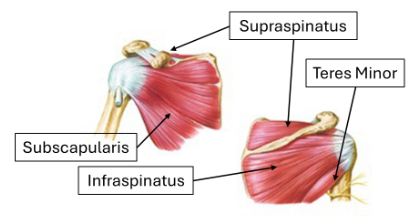 Diagram of shoulder muscles showing Supraspinatus, Teres Minor, Subscapularis, and Infraspinatus.
