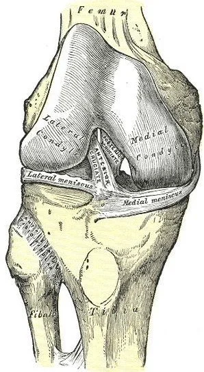 Detailed anatomical diagram of the human knee joint, showing bones, cartilage, and surrounding structures.