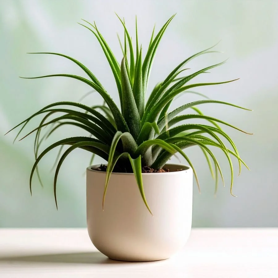 A potted green succulent plant with long, pointed leaves in a white ceramic pot on a white surface, against a light green background.